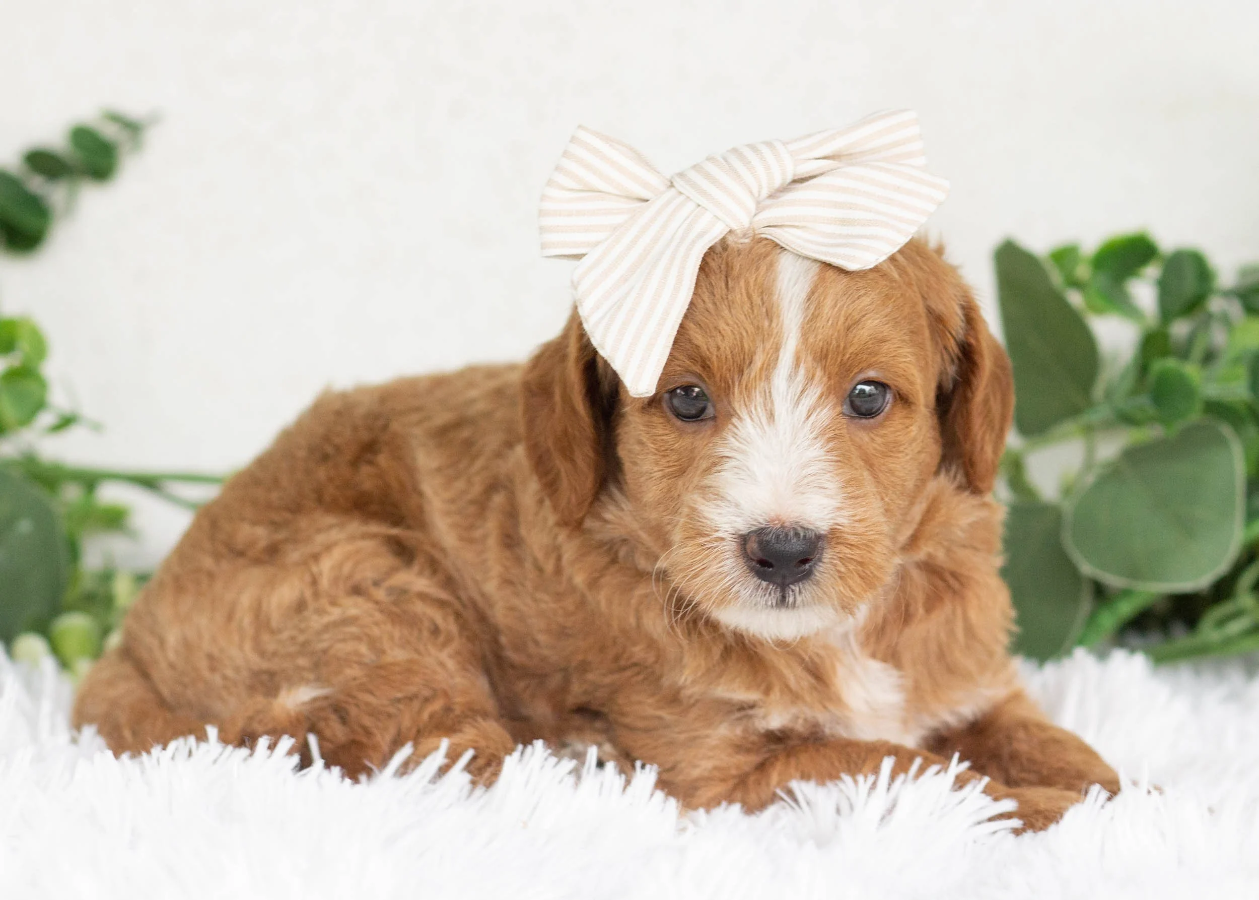 sorbet goldendoodle for sale(2).jpg