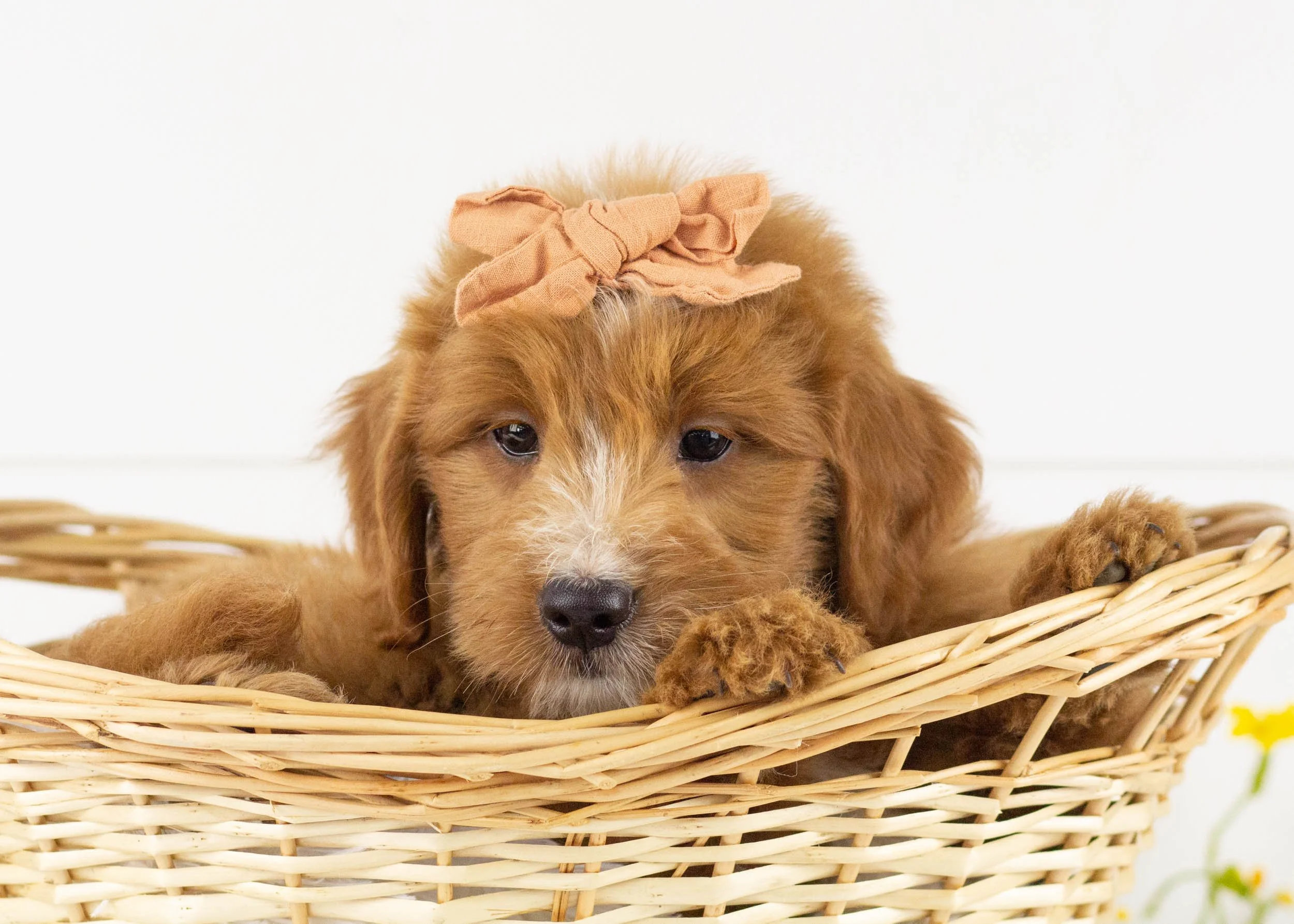 Waffles goldendoodle for sale.jpg