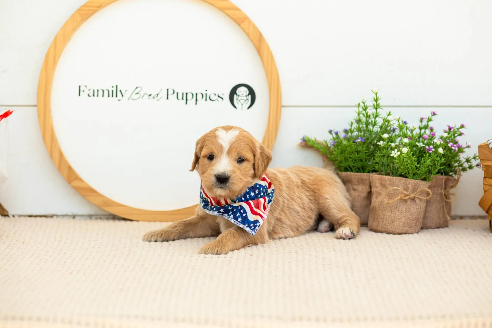 Danny Goldendoodle for sale(2).jpg