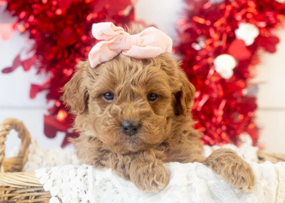 Rose goldendoodle for sale(1).jpg