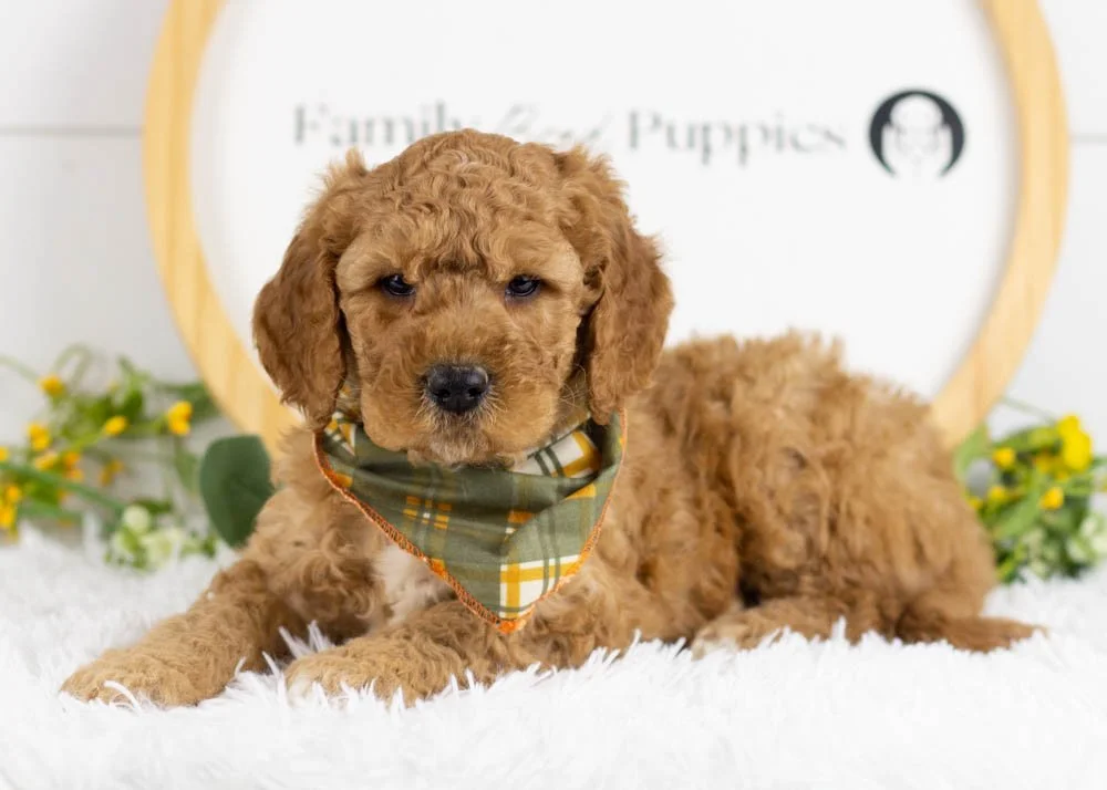 Drift goldendoodle for sale.jpg