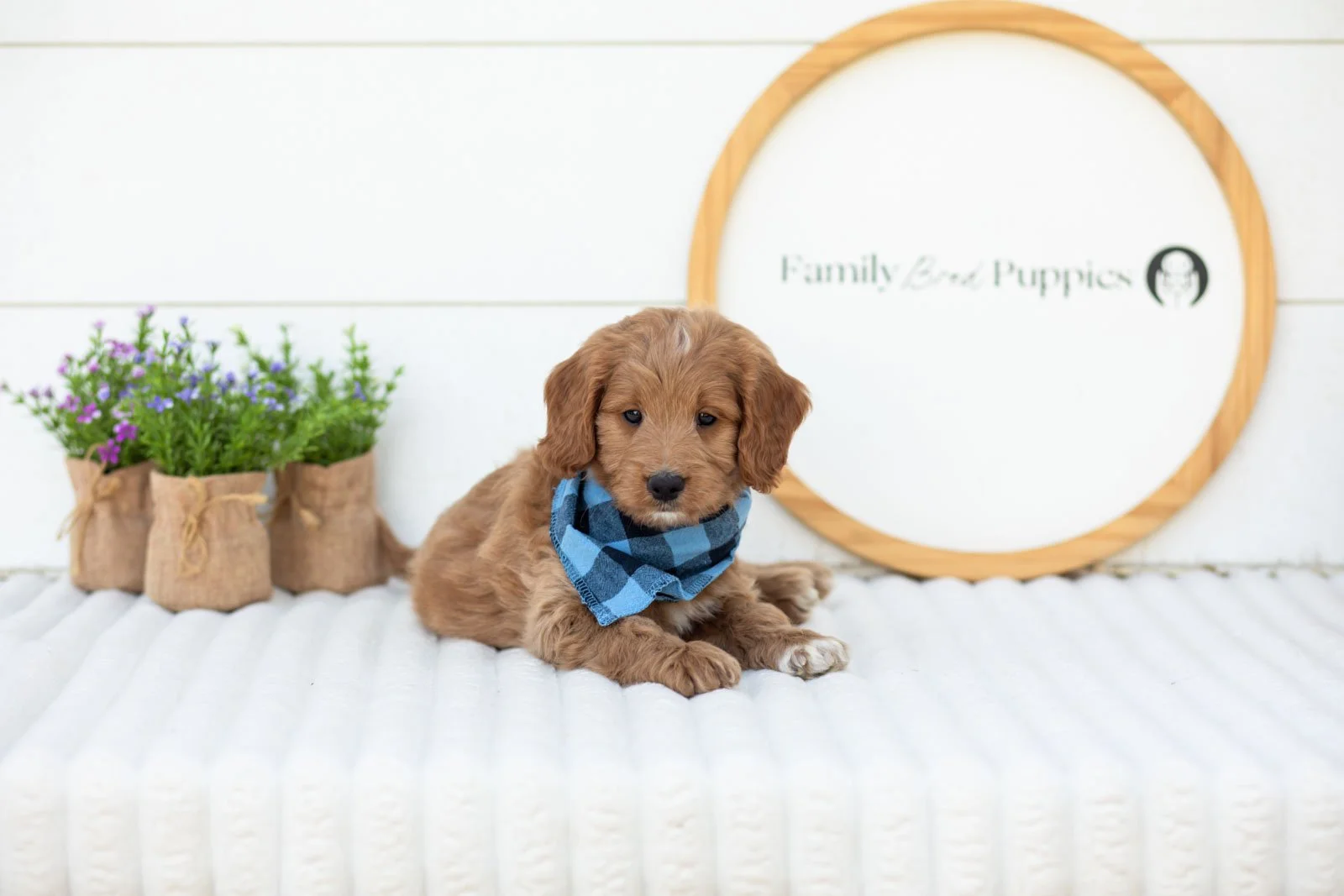 Munster goldendoodle for sale(2).jpg