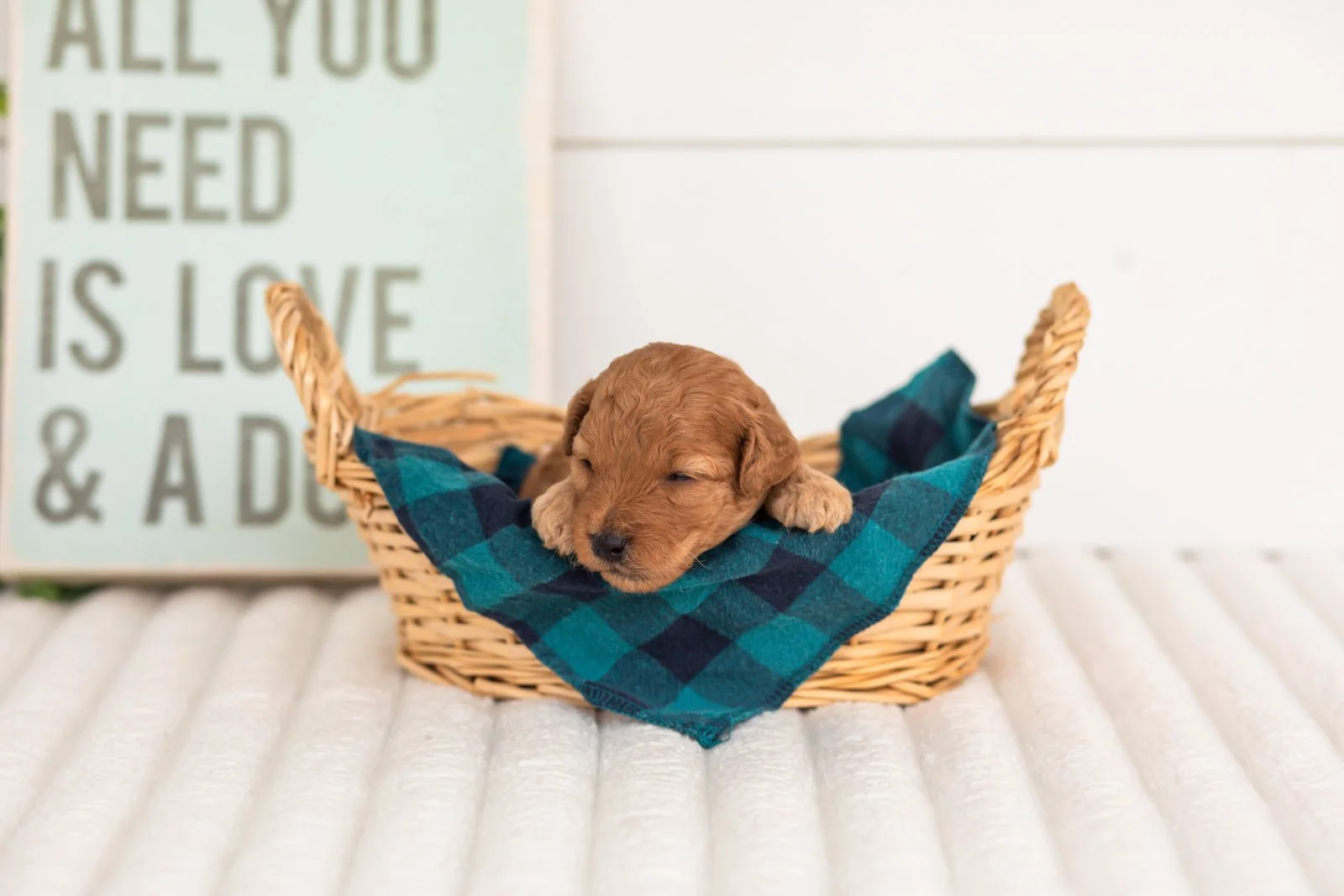 Corduroy goldendoodle for sale(3).jpg