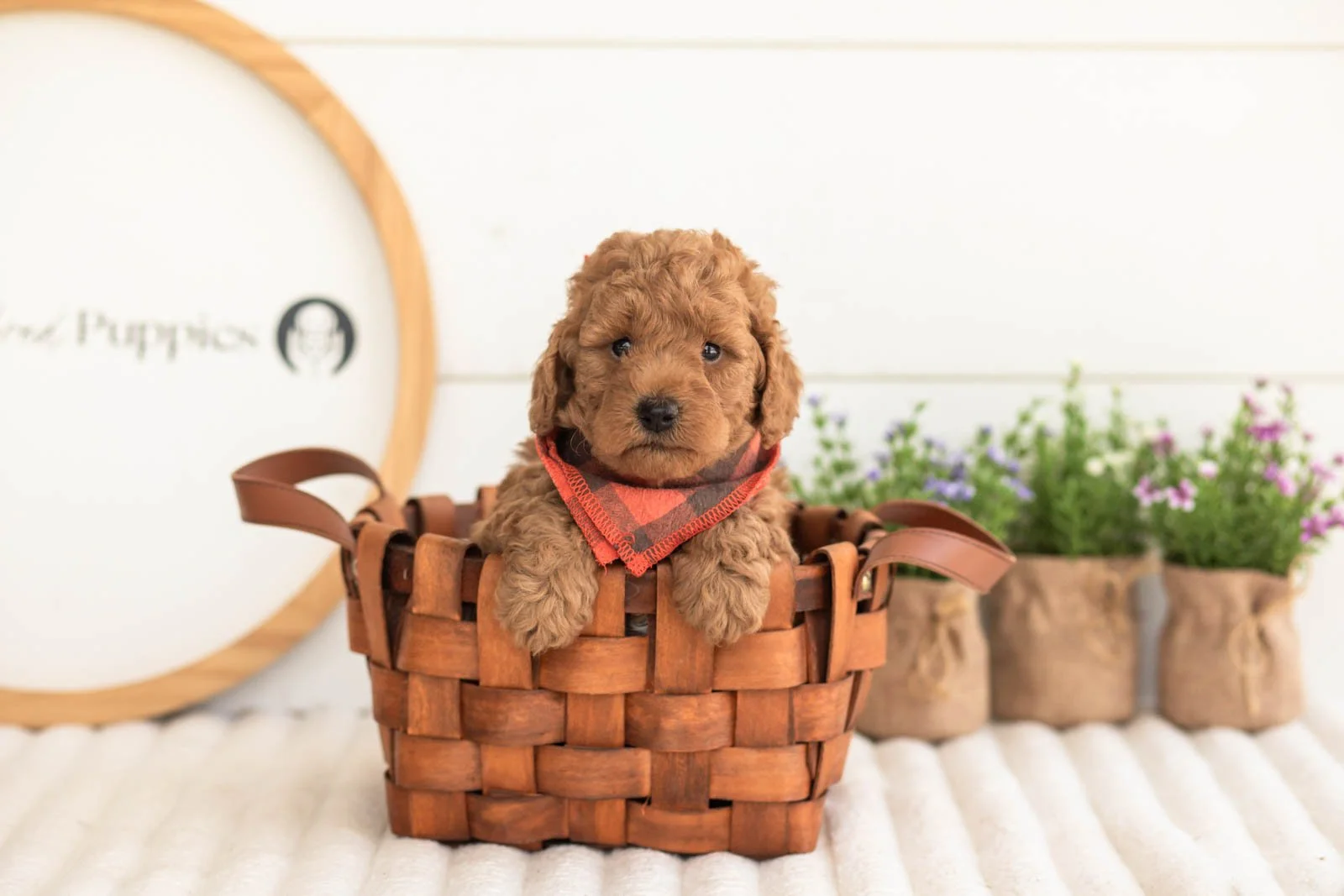 Jerry goldendoodle for sale(3).jpg