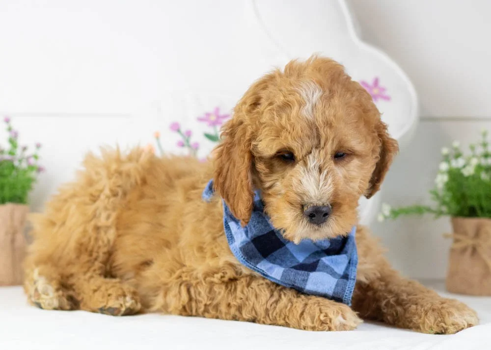 snowball goldendoodle for sale.jpg