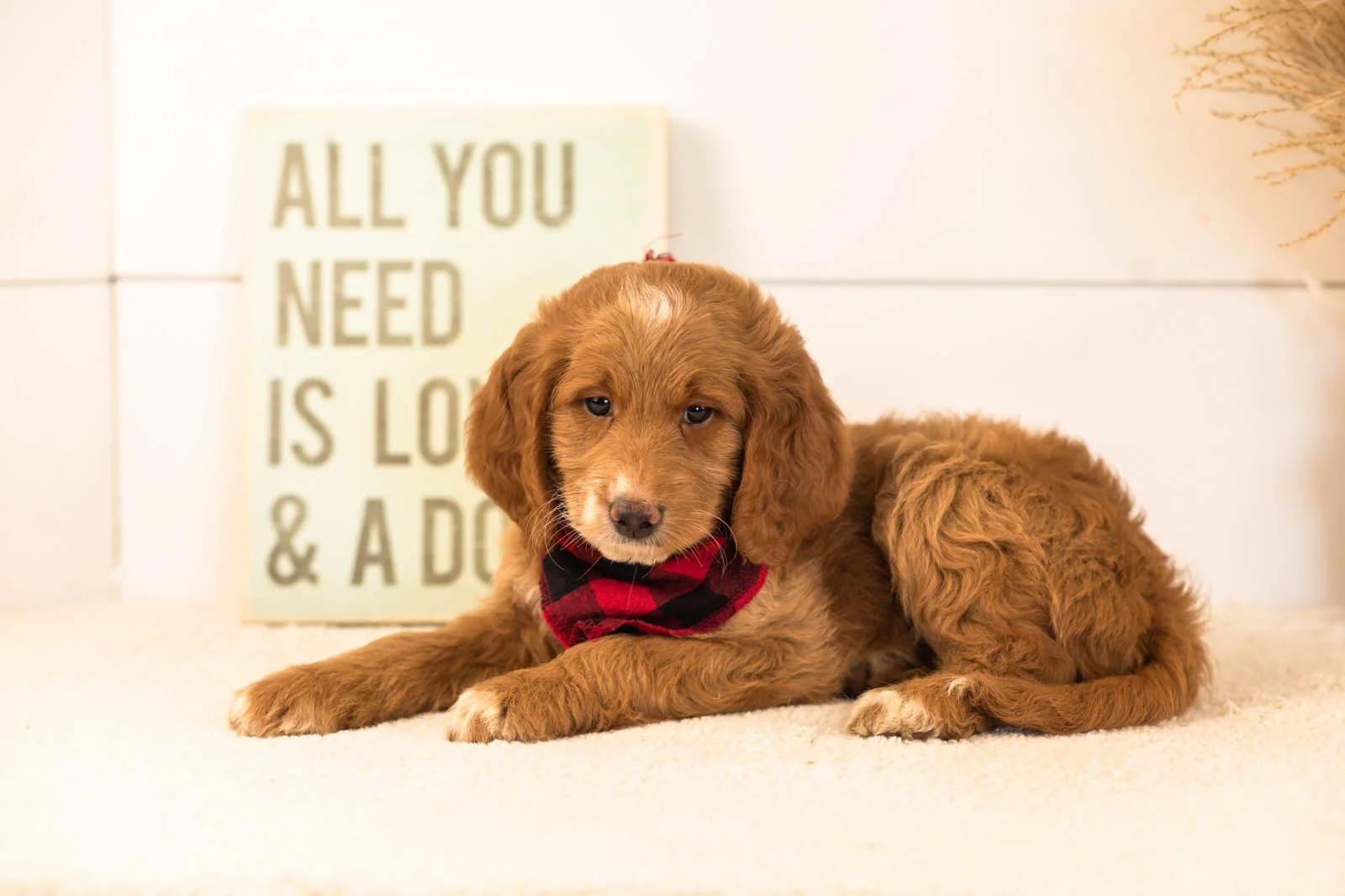 Marley goldendoodle for sale.jpg