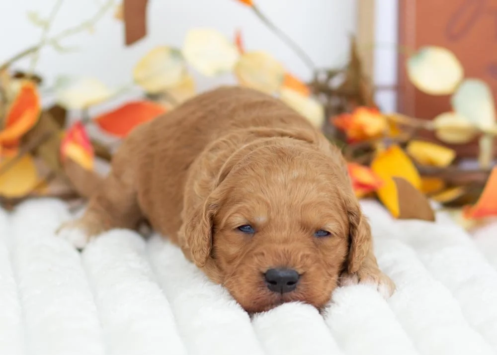 goldendoodle for sale