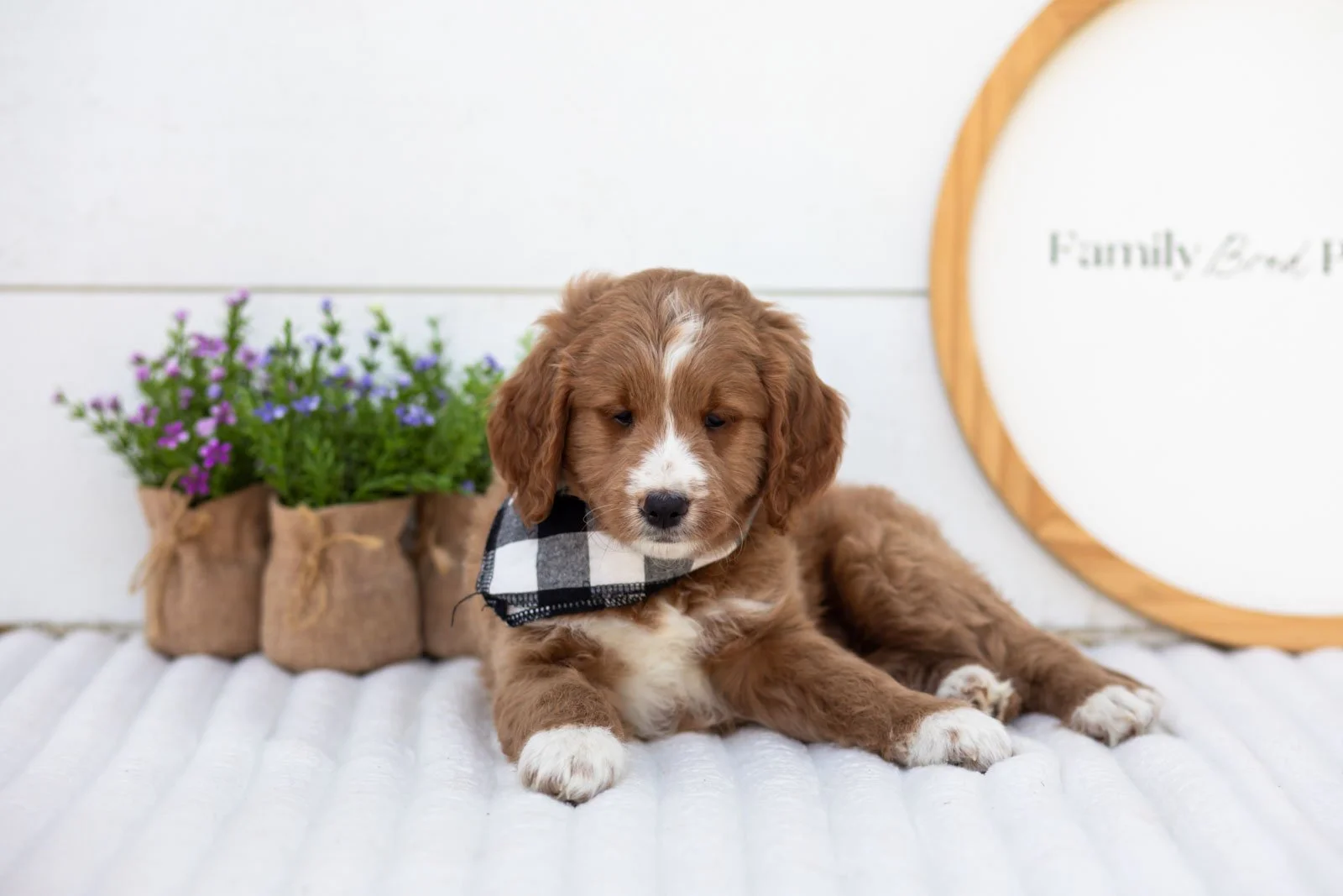 Gruyere goldendoodle for sale.jpg