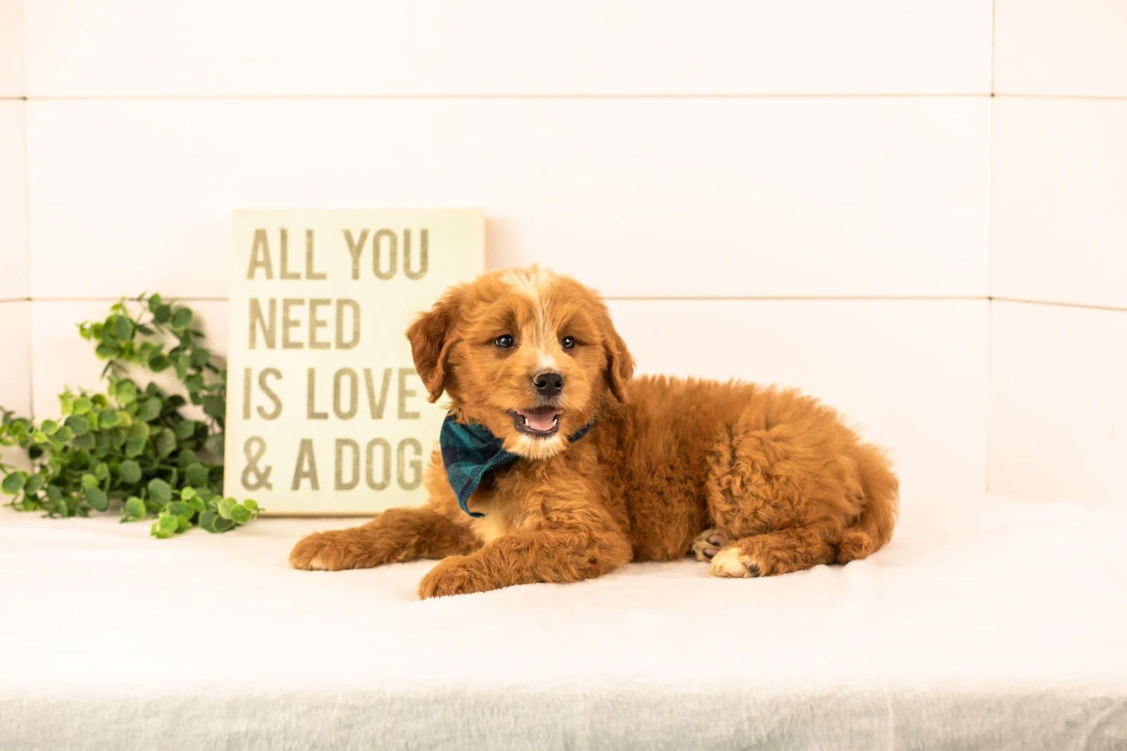 oakley goldendoodle for sale.jpg