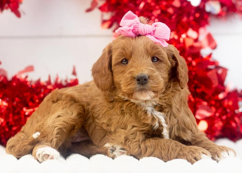 goldendoodle for sale
