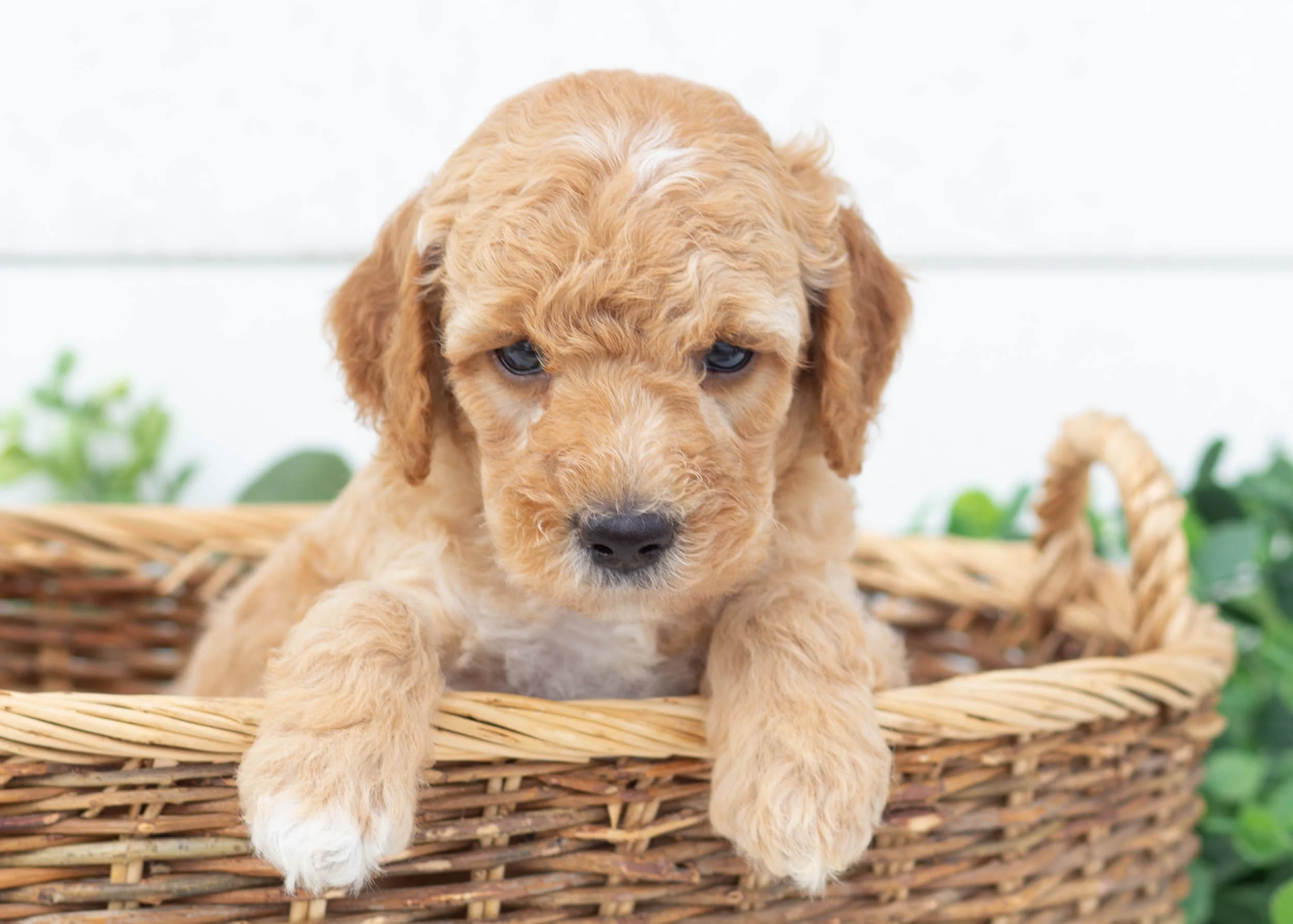 Boone goldendoodle for sale.jpg