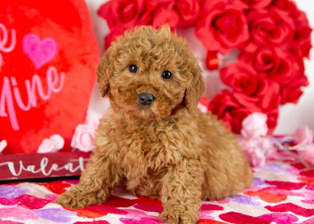 andy goldendoodle for sale(3).jpg