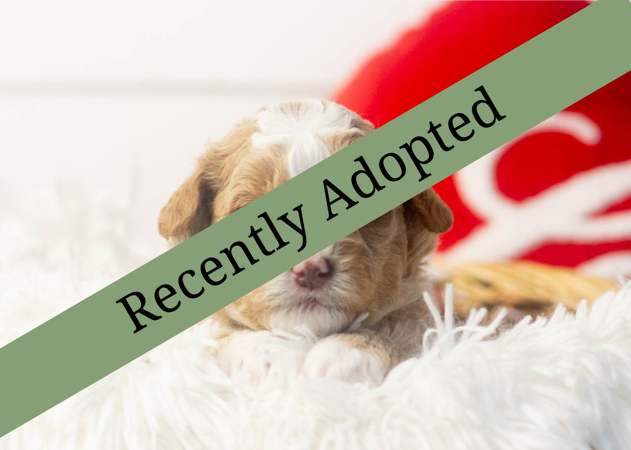 goldendoodle for sale