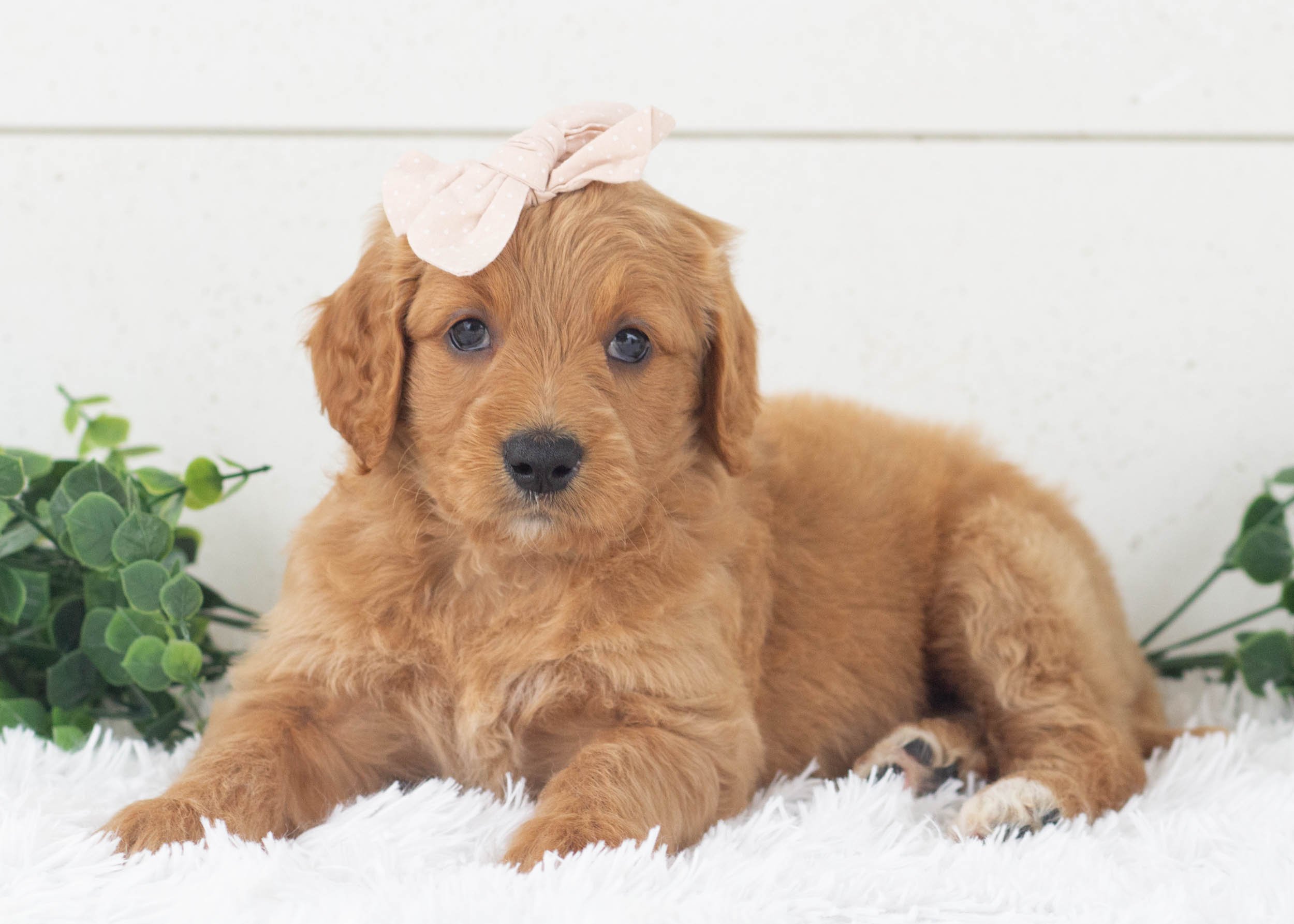 Riley Goldendoodle For Sale(2).jpg