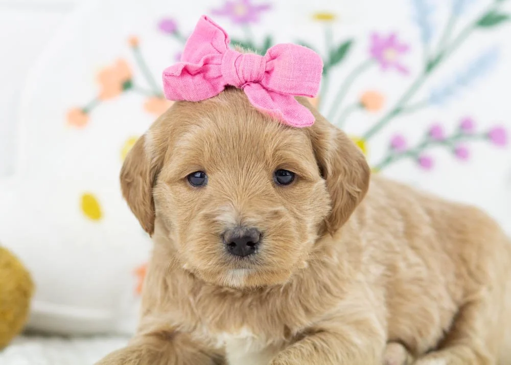 Rachel goldendoodle for sale.(2).jpg