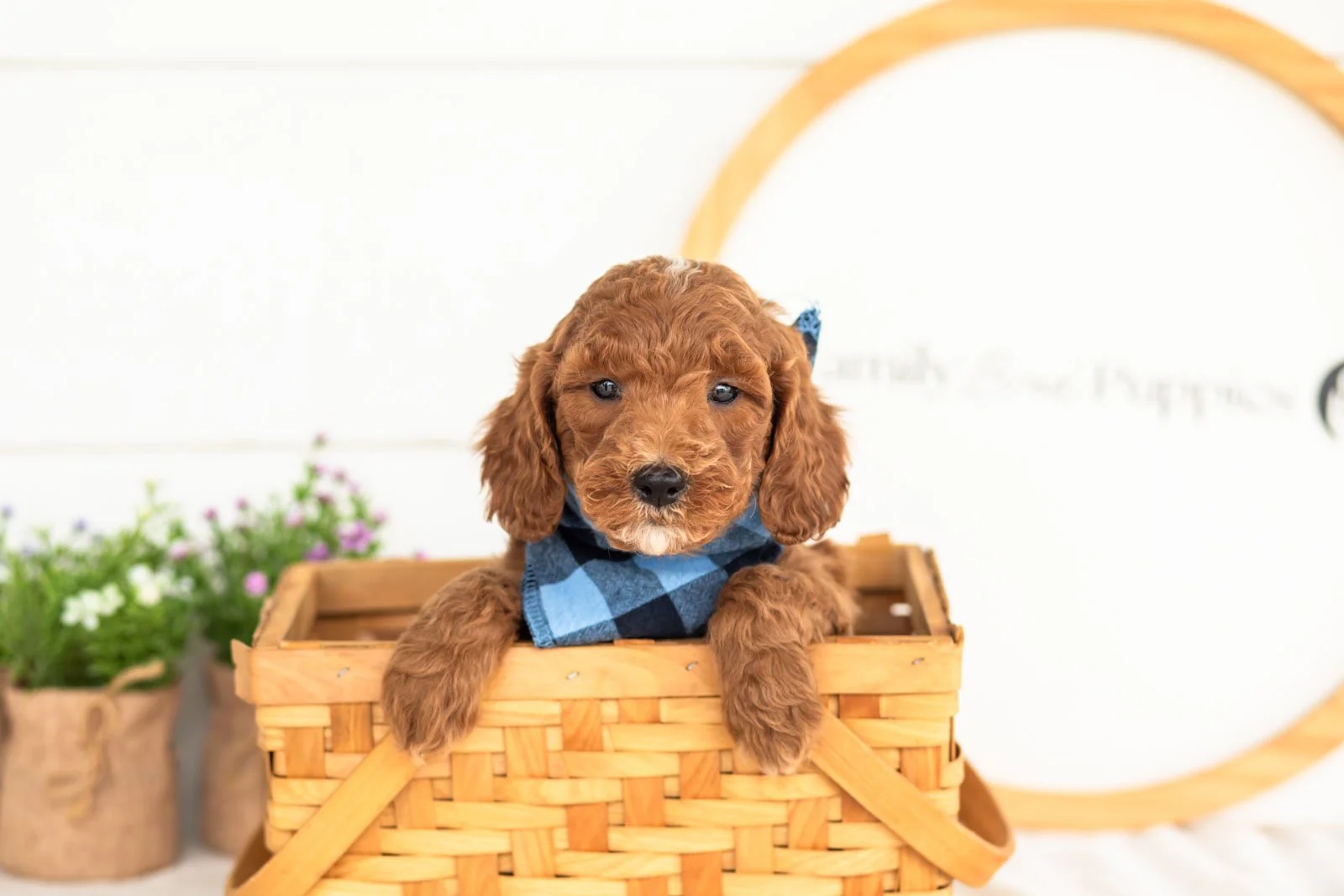Alex goldendoodle for sale(3).jpg