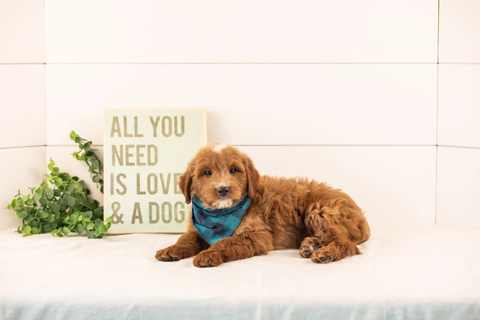 Jolt goldendoodle for sale(1).jpg
