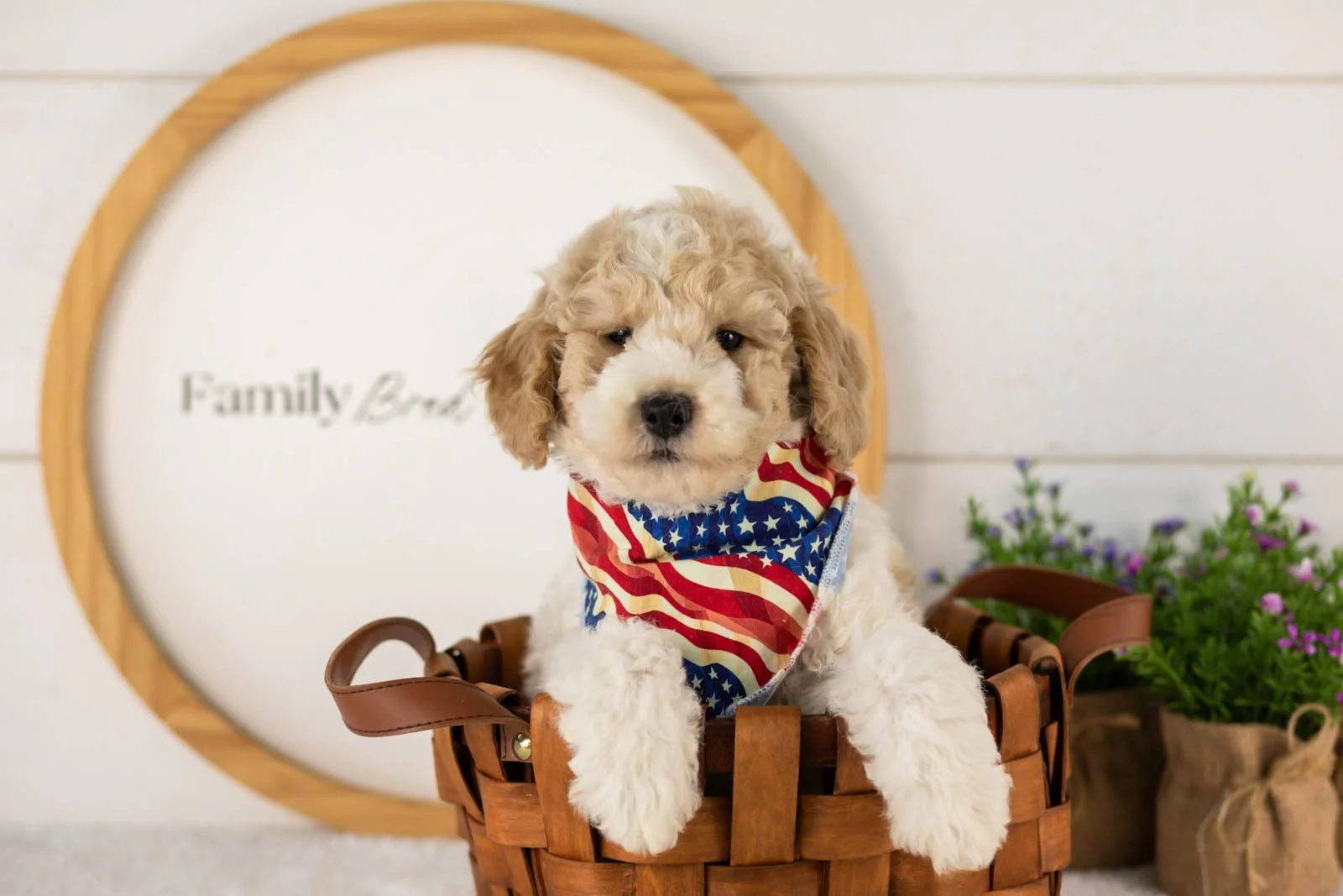 Dirby goldendoodle for sale(3).jpg