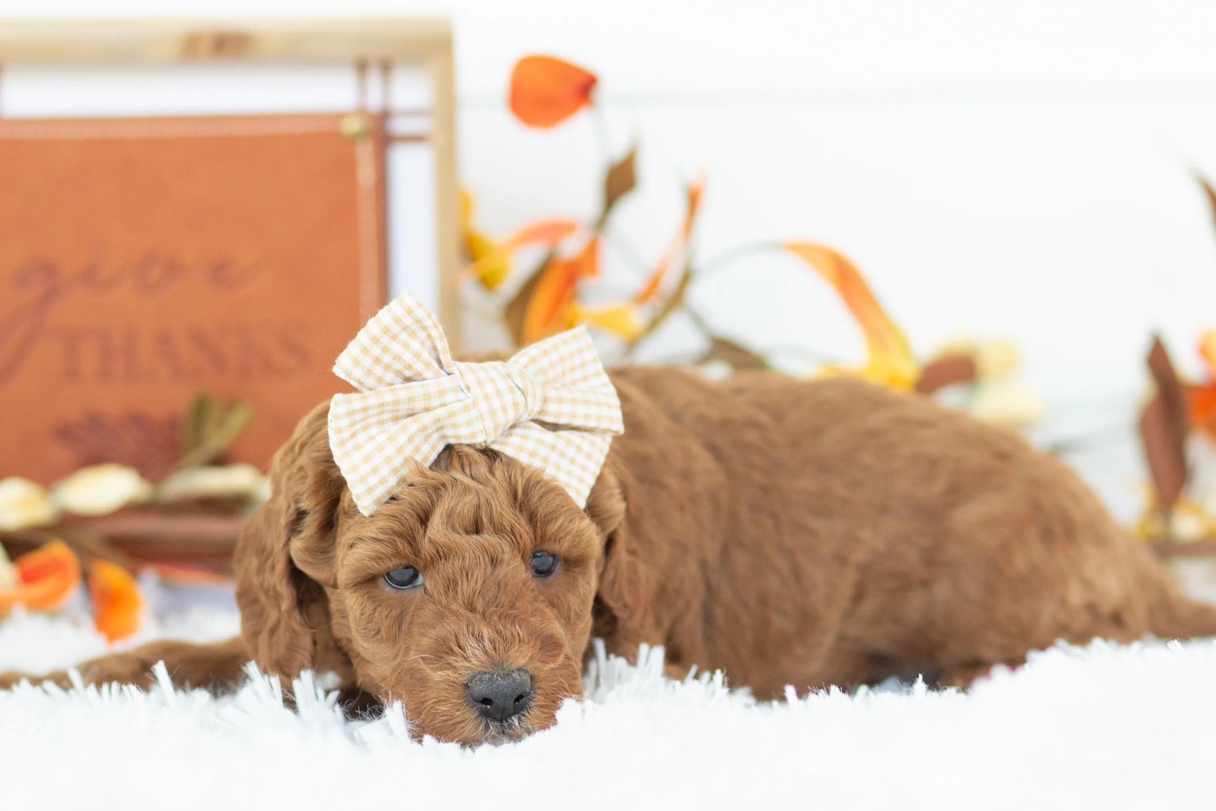 capri goldendoodle for sale(1).jpg