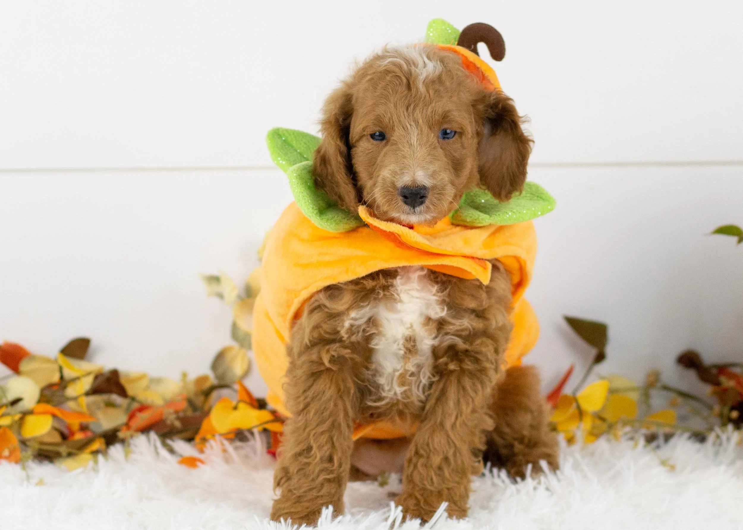 Graham goldendoodle for sale(2).jpg