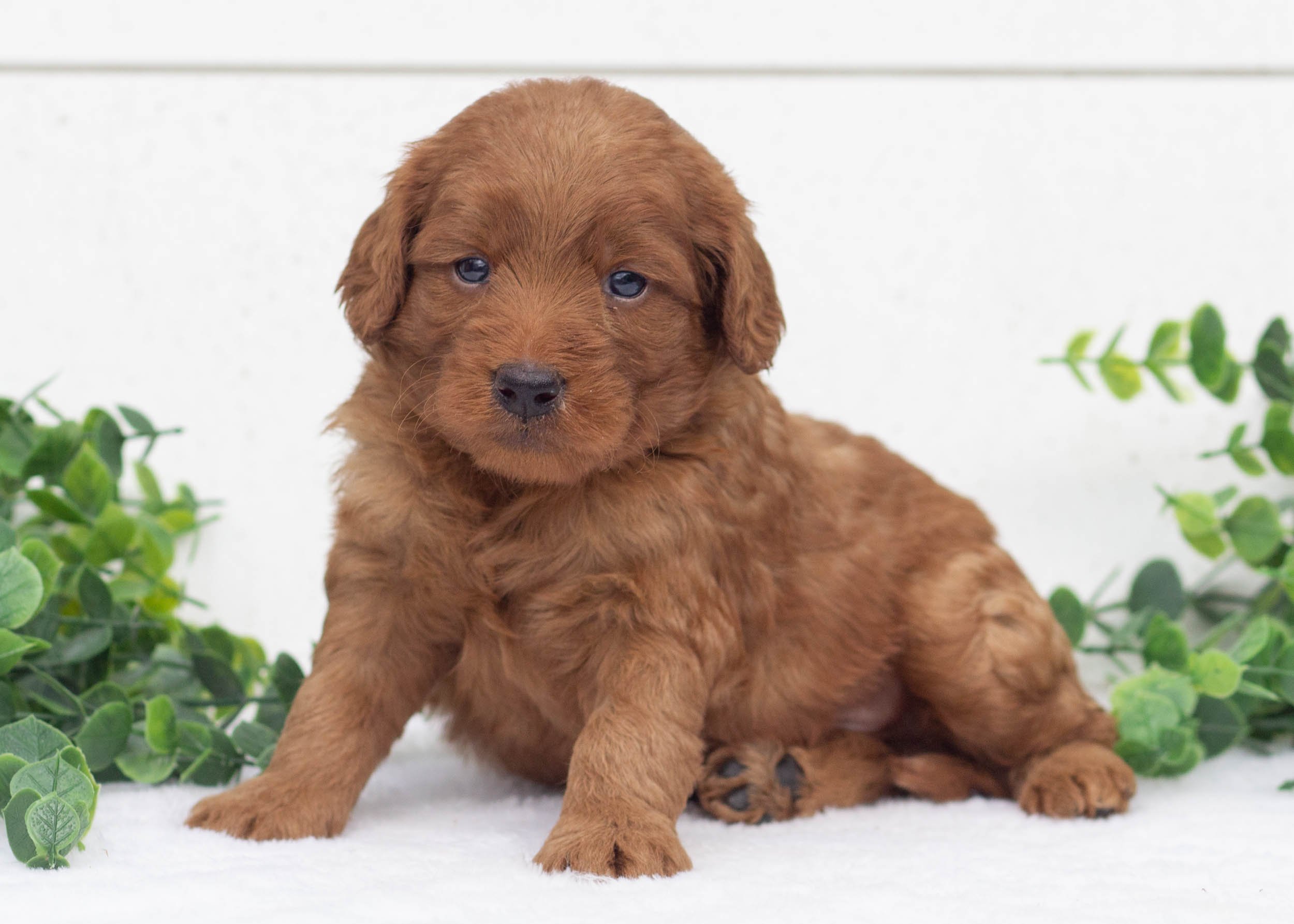 Landon Goldendoodle For Sale(1).jpg