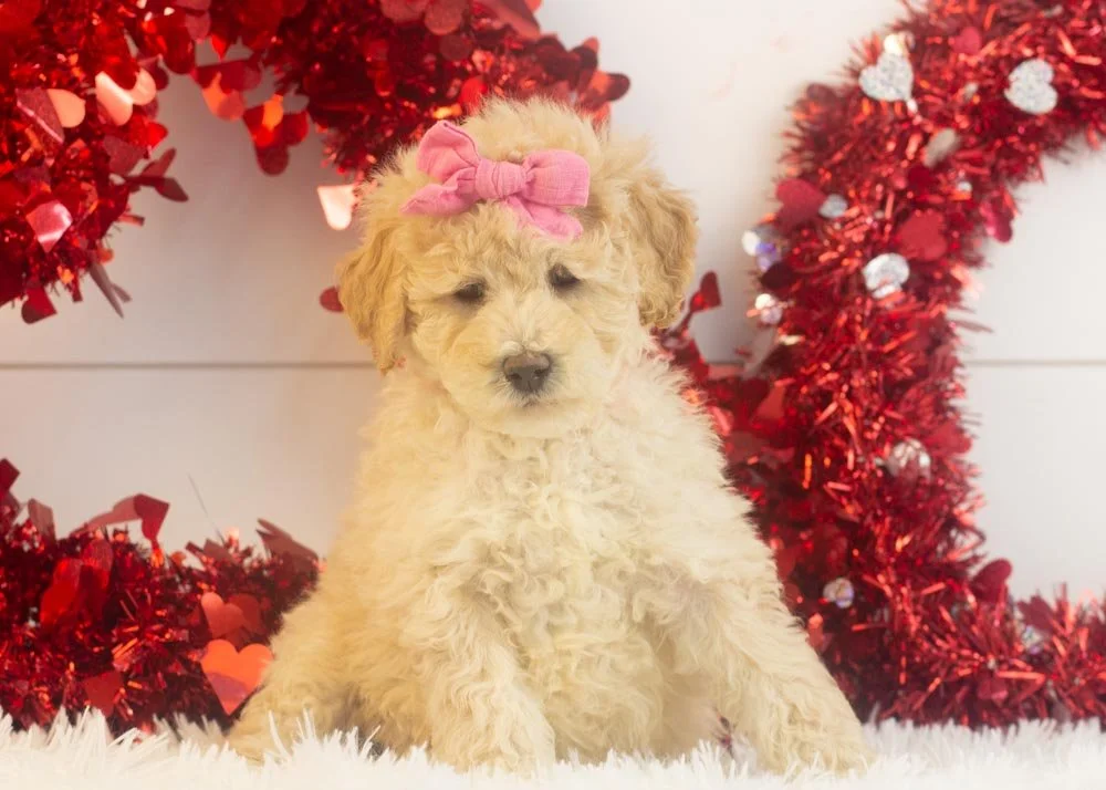 goldendoodle for sale