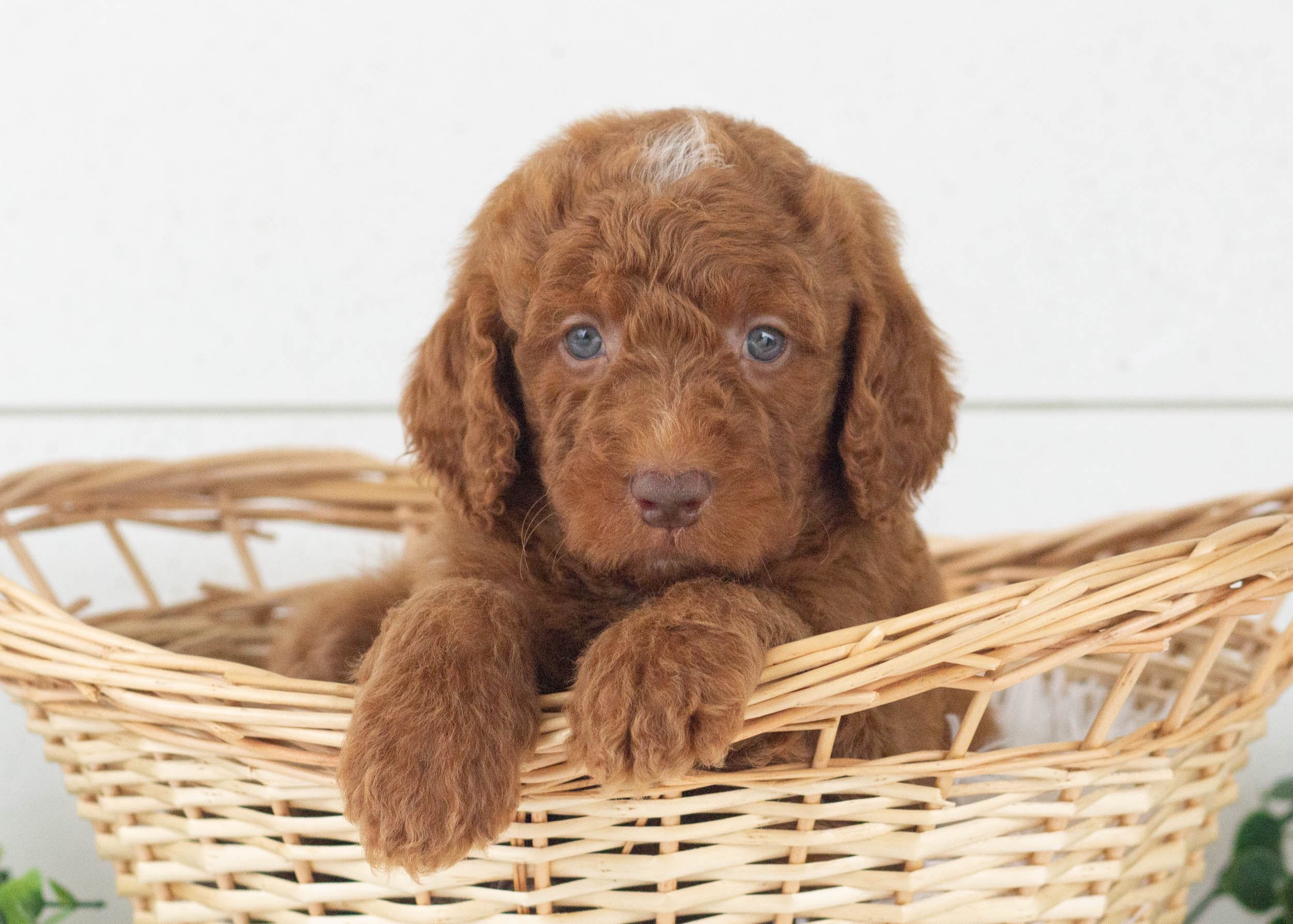 Ringo Goldendoodle For Sale(3).jpg