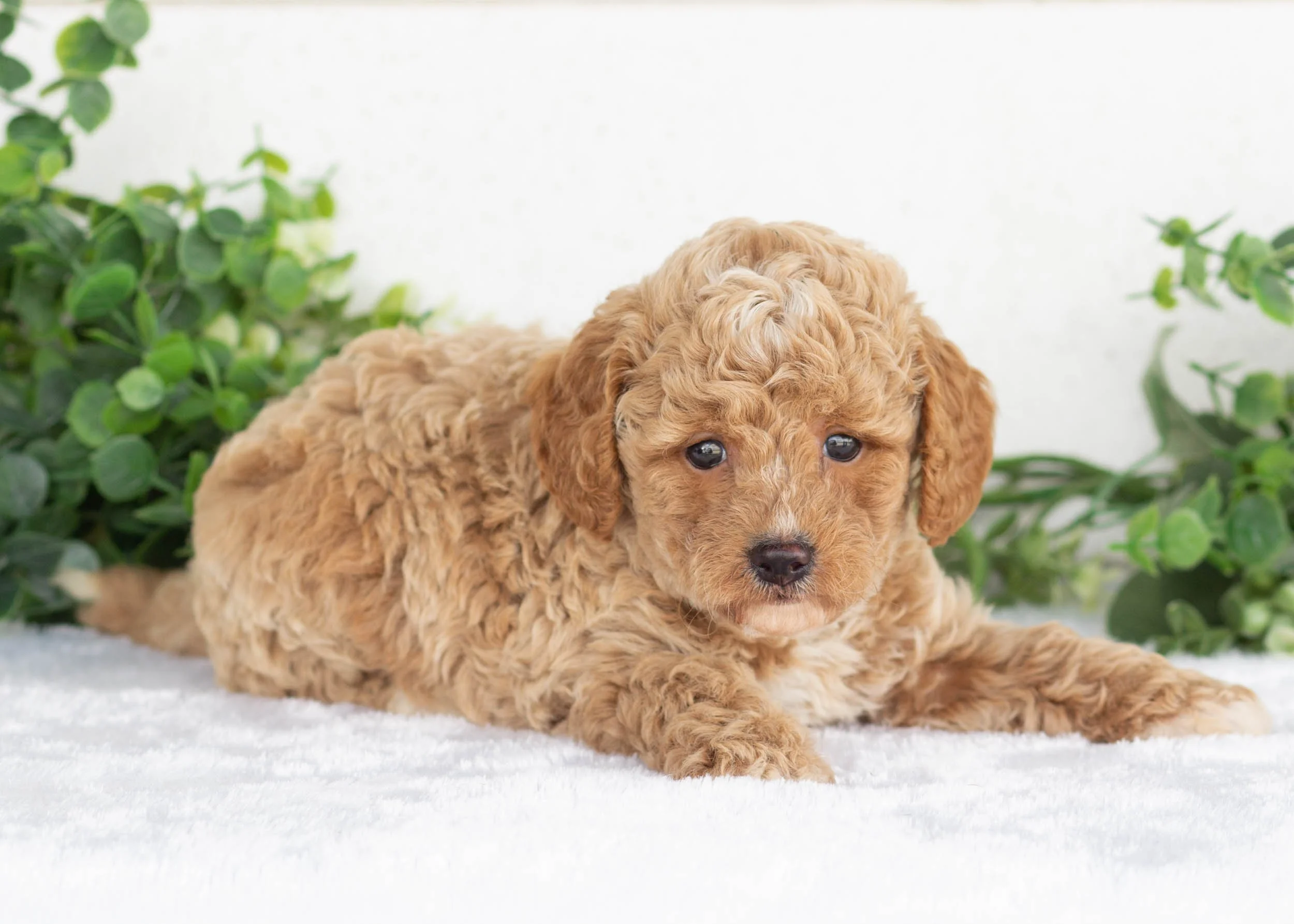Miles Goldendoodle For Sa.jpg