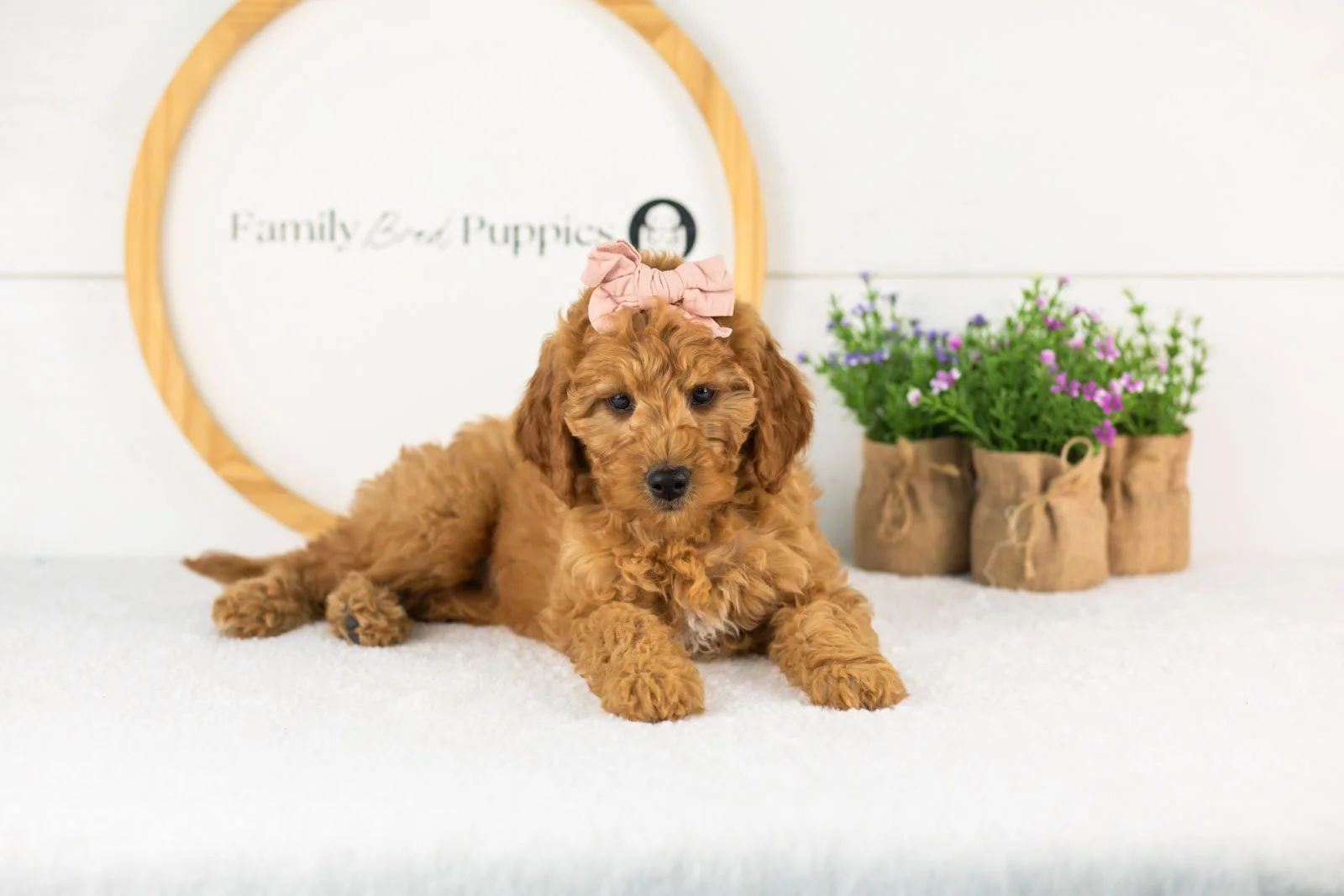Savannah goldendoodle for sale(1).jpg