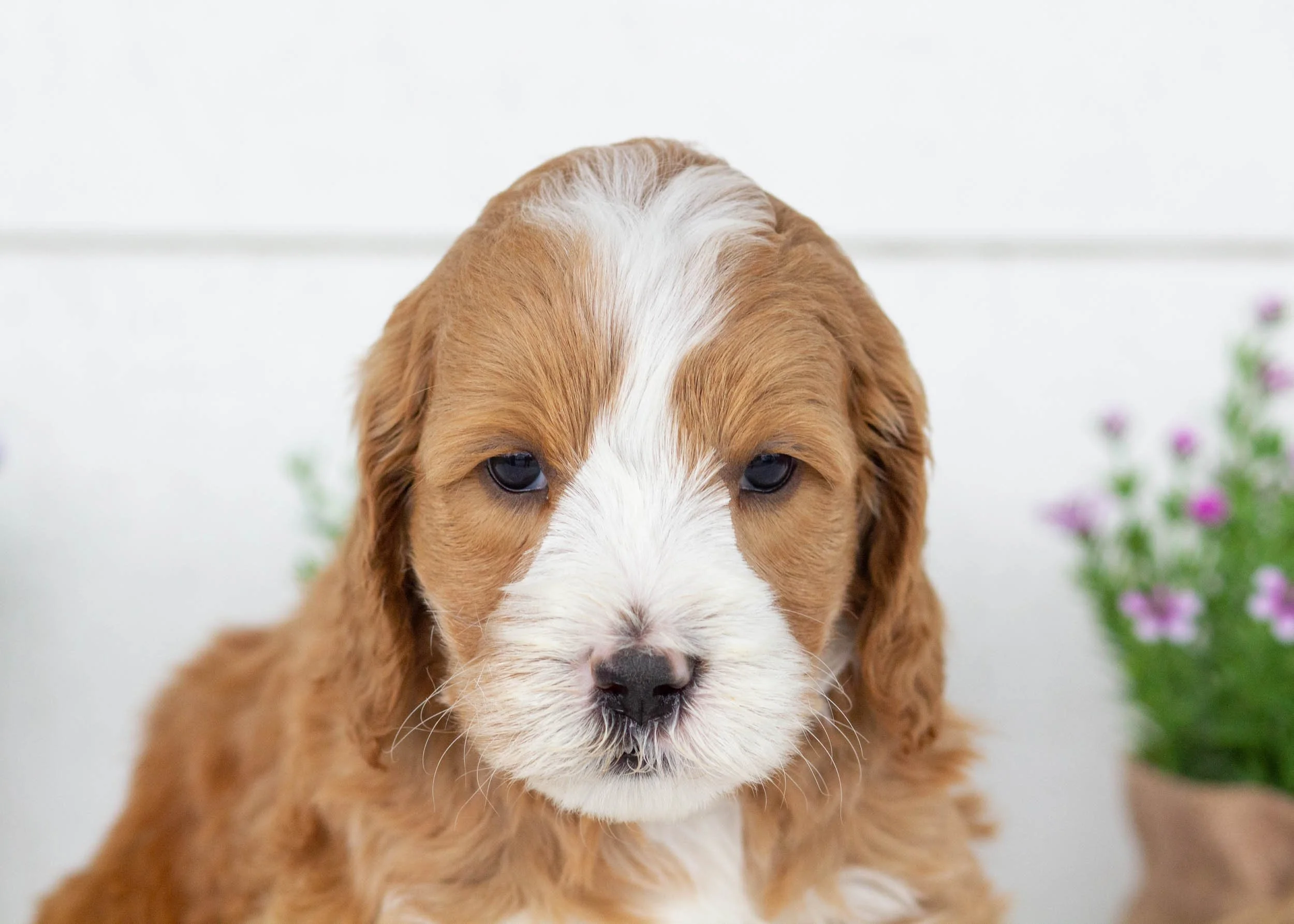 Axel goldendoodle for sale(1).jpg
