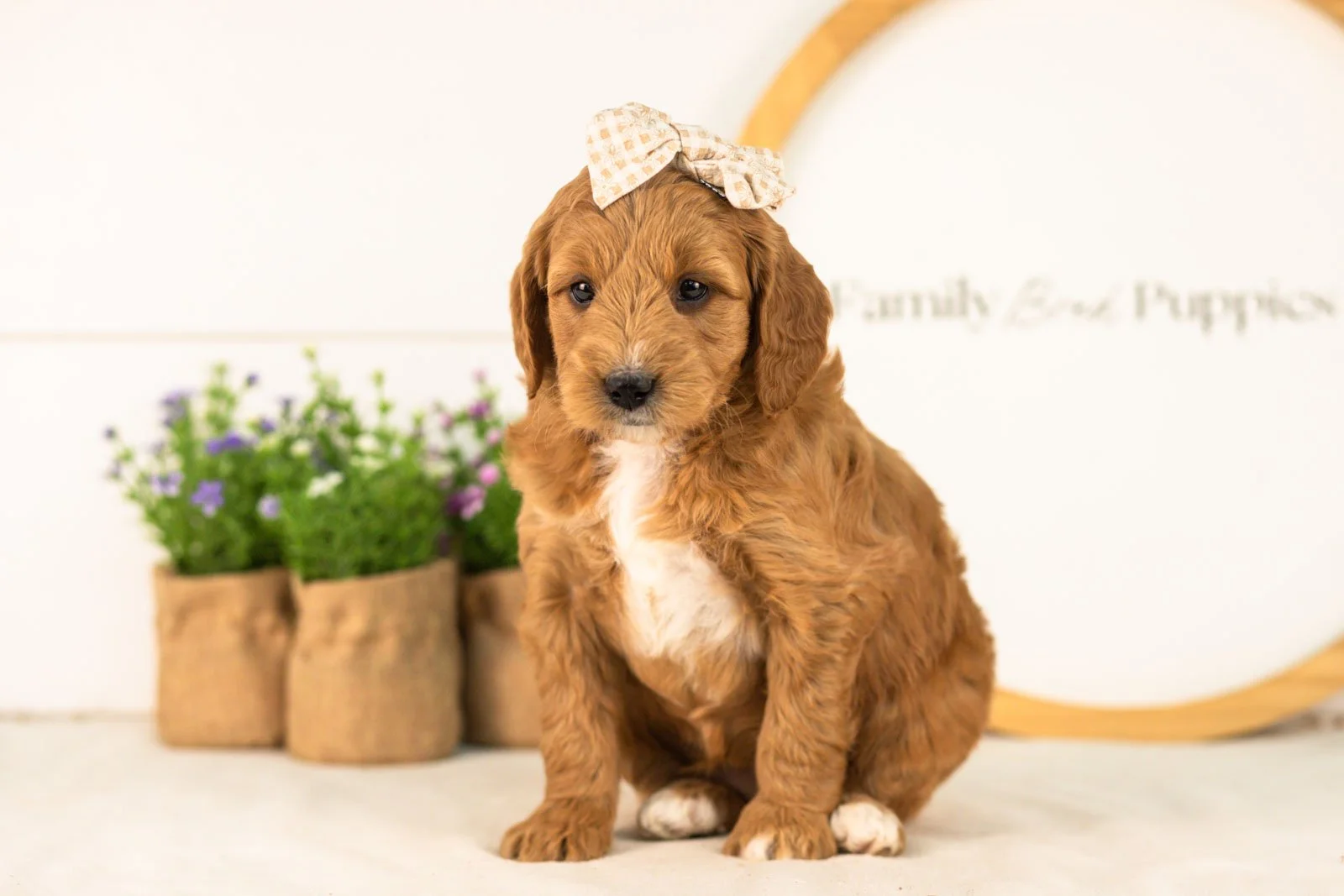 Stormy goldendoodle for sale.jpg