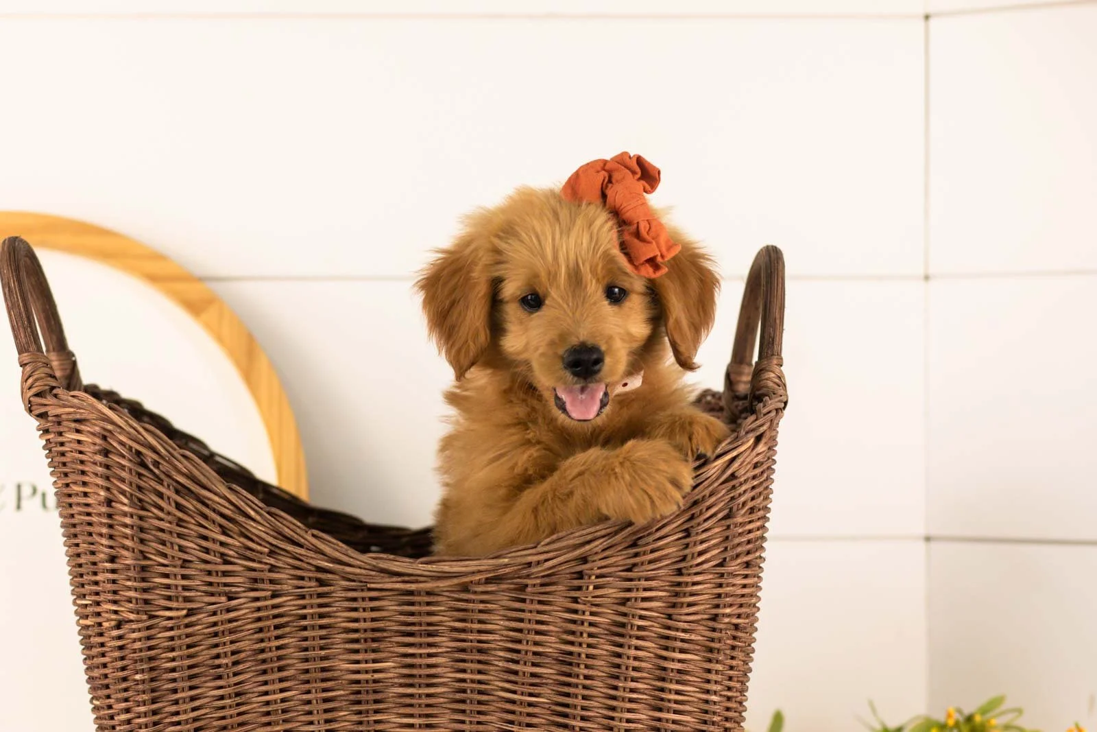 Ellie goldendoodle for sale(3).jpg