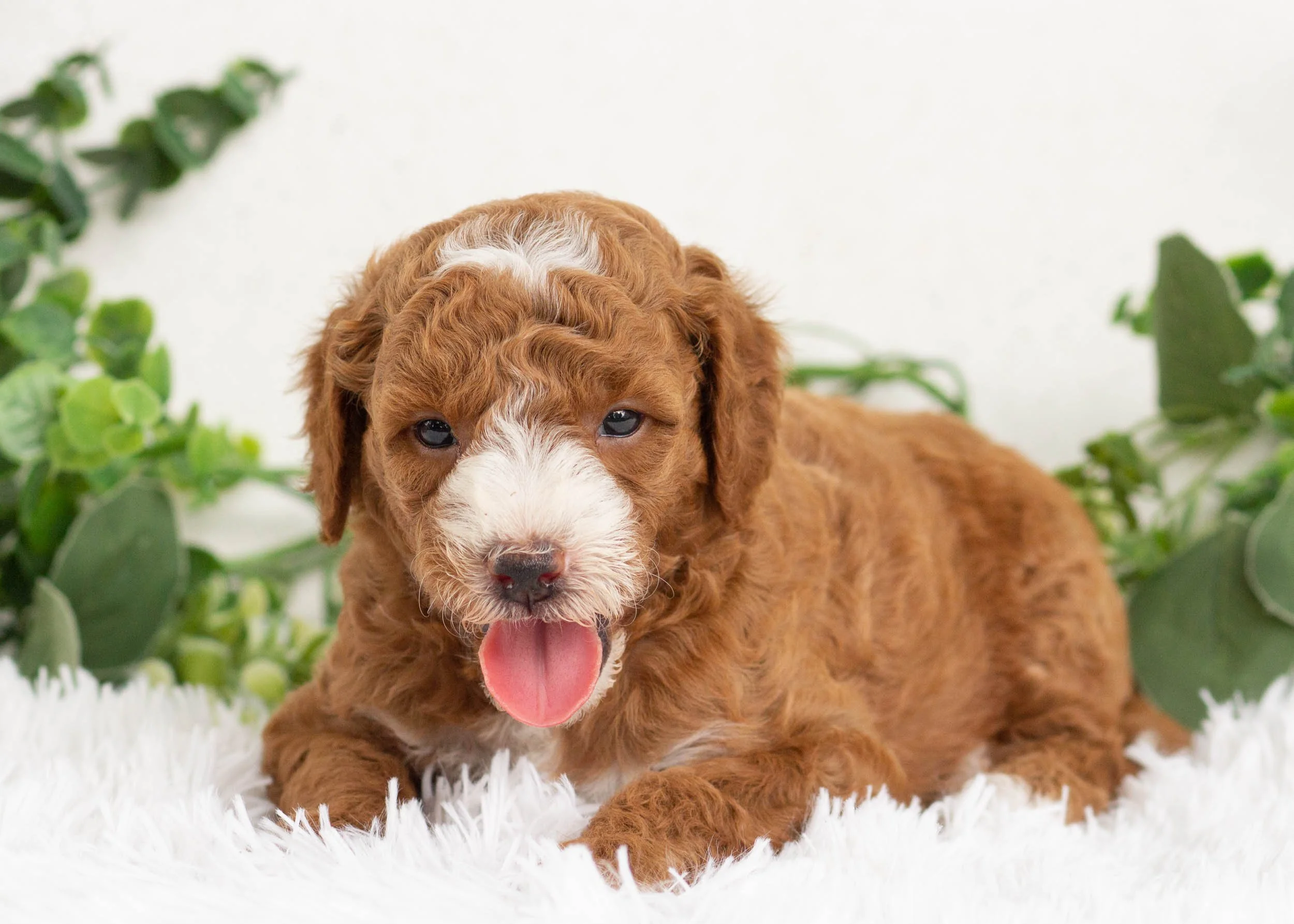 cola goldendoodle for sale(3).jpg