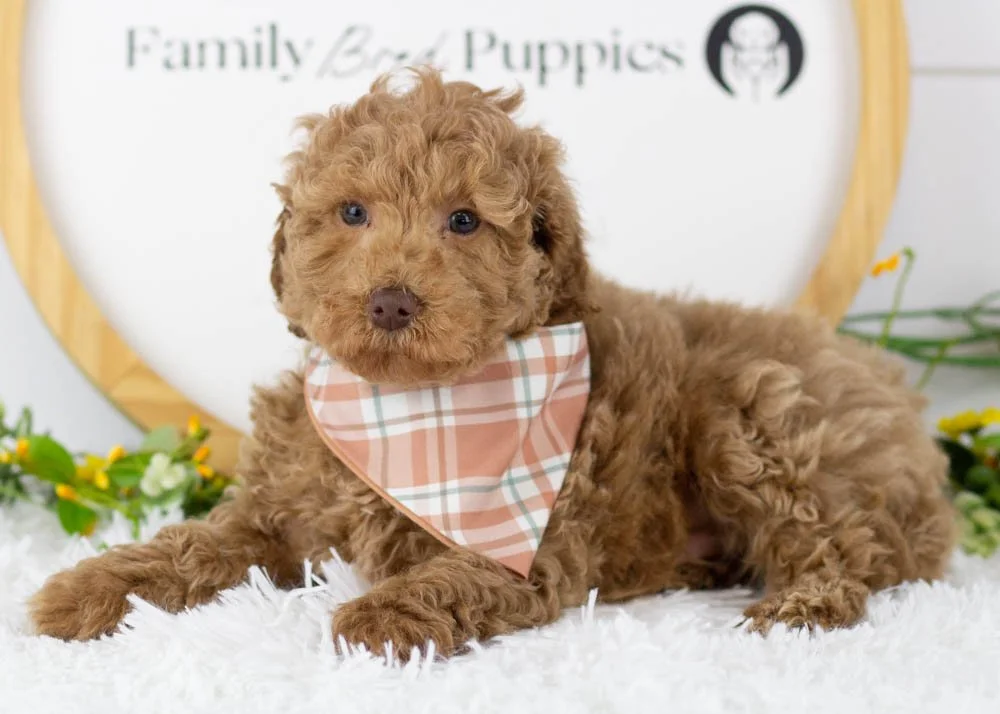 Texas goldendoodle for sale(3).jpg
