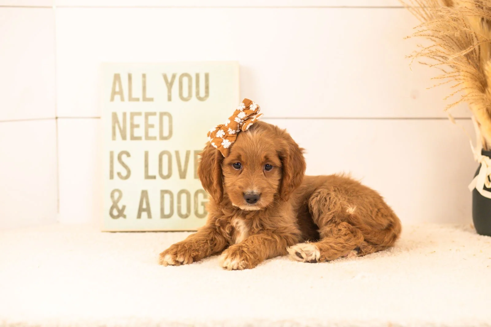 Ember goldendoodle for sale(1).jpg