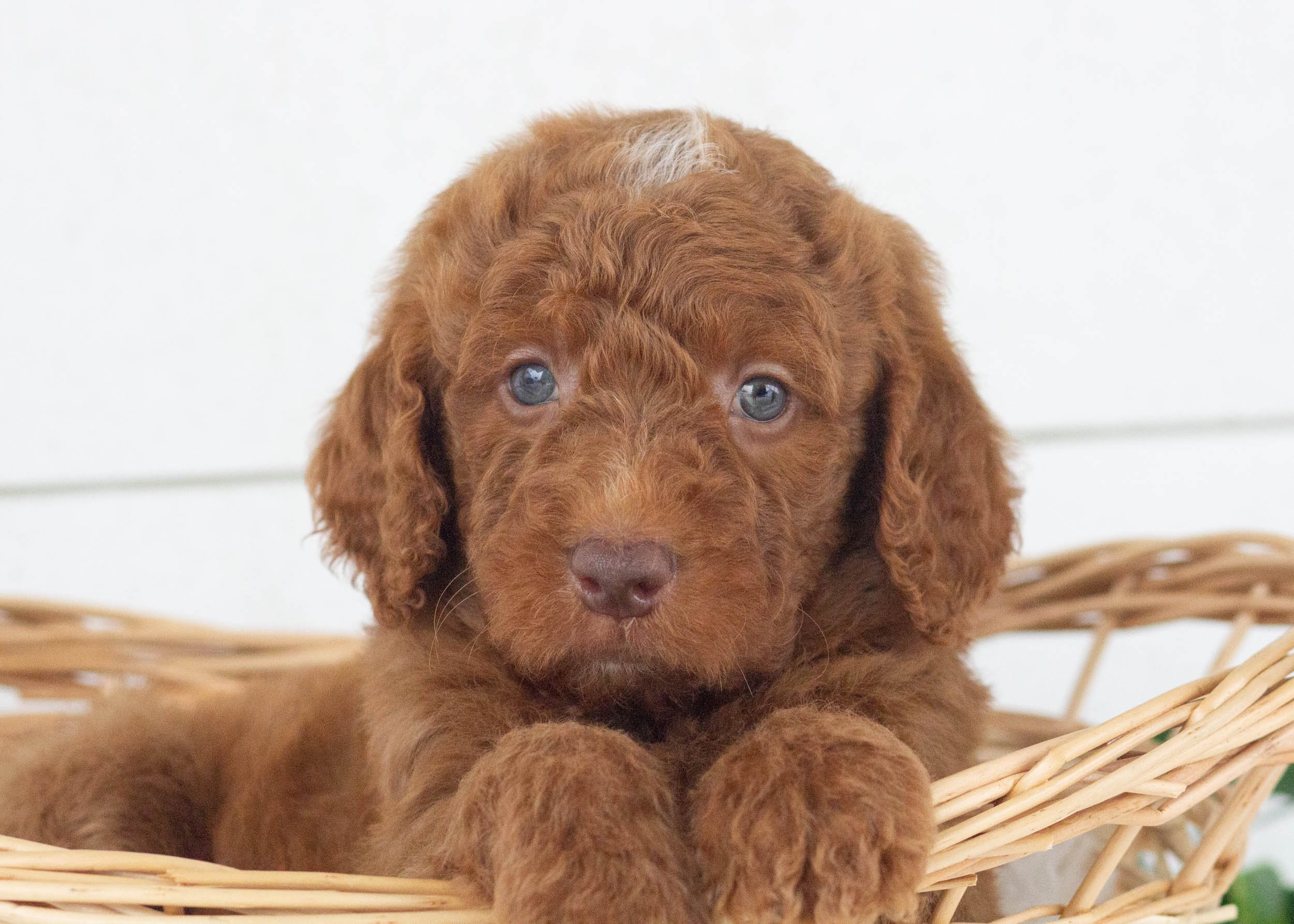 Ringo Goldendoodle For Sale(2).jpg