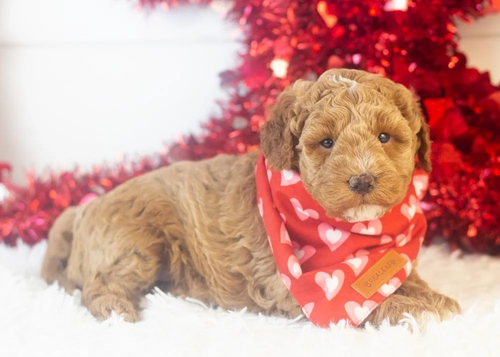 Blake goldendoodle for sale(3).jpg