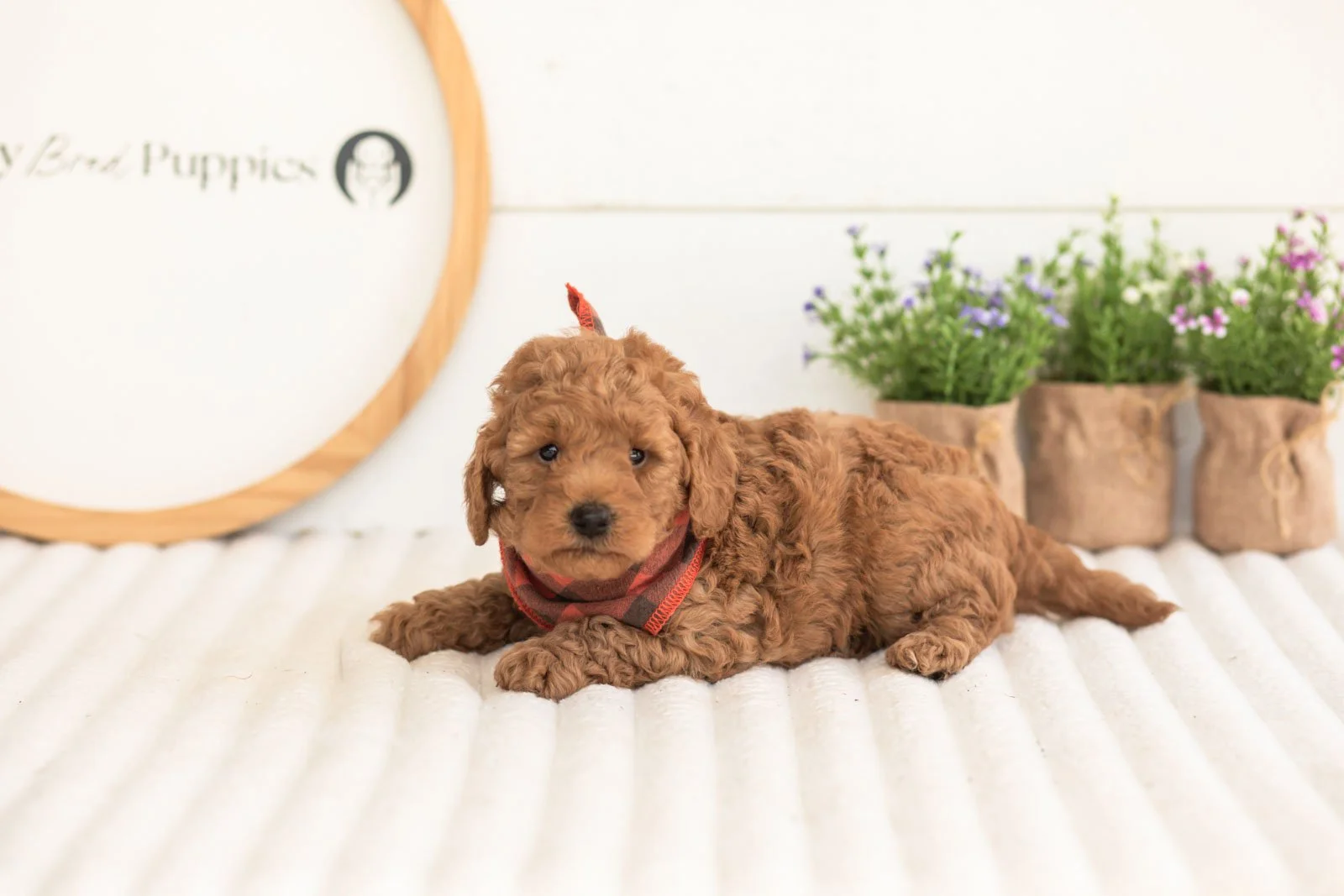 Jerry goldendoodle for sale(1).jpg