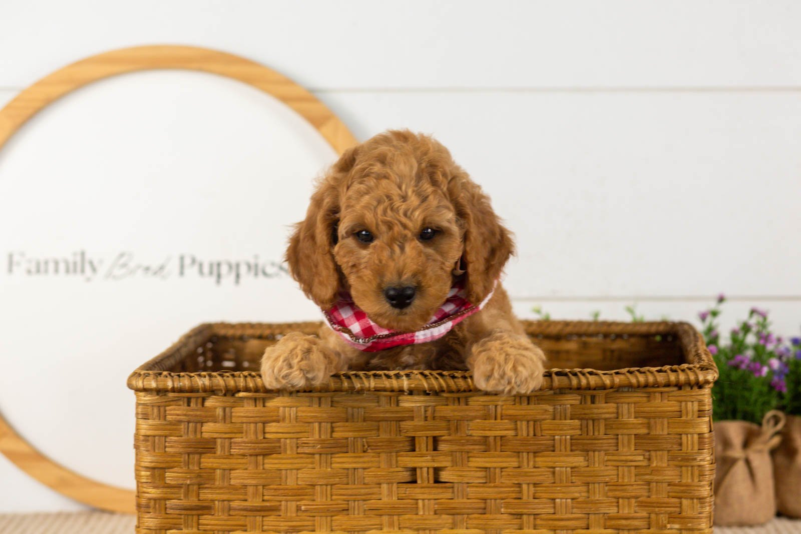 Rainer goldendoodle for sale(4).jpg