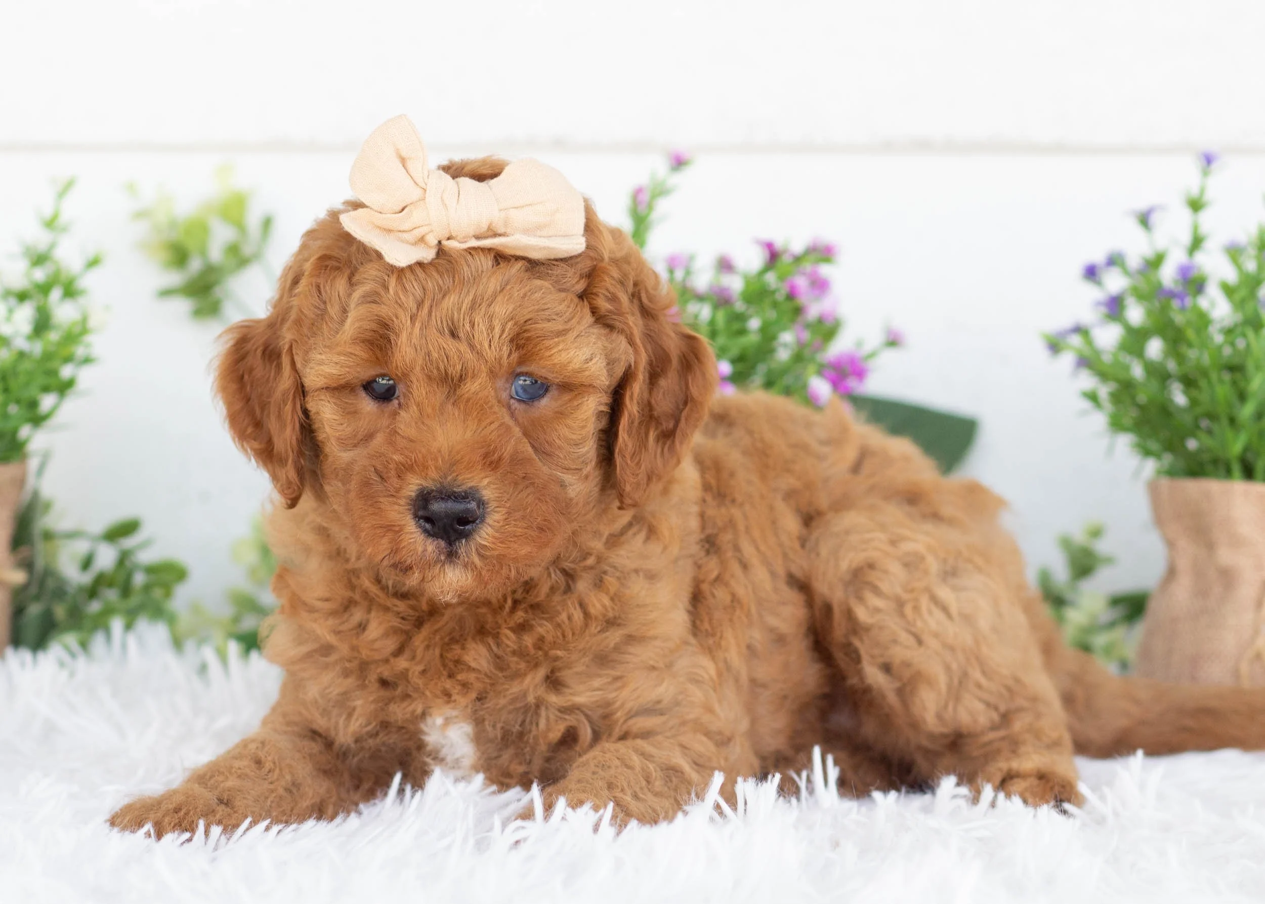 Cove goldendoodle for sale(1).jpg
