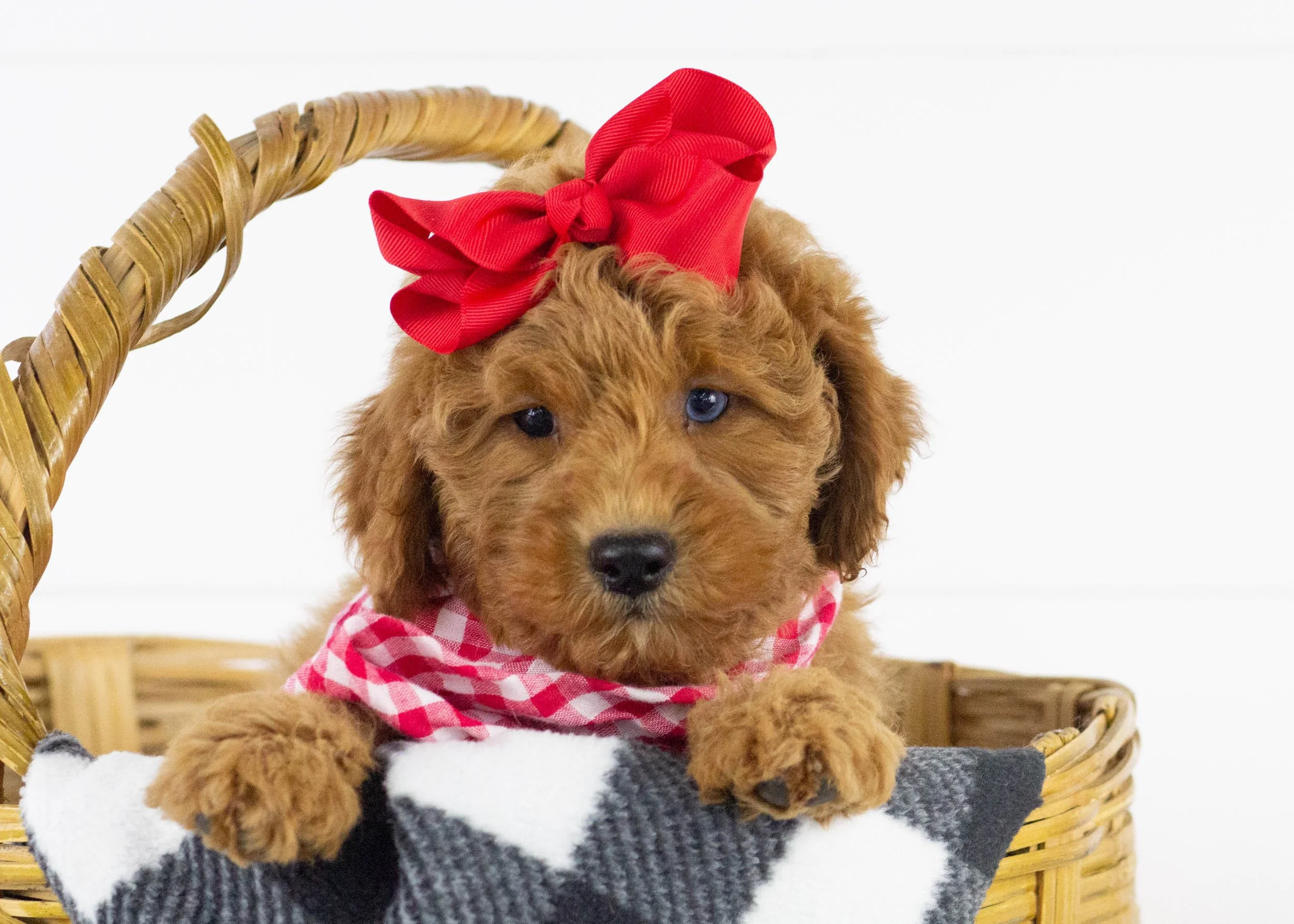 Cove goldendoodle for sale.jpg
