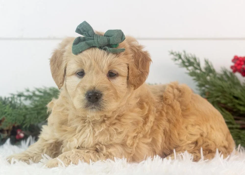 Dale 12-1-25 Sage 5.32-2.jpg