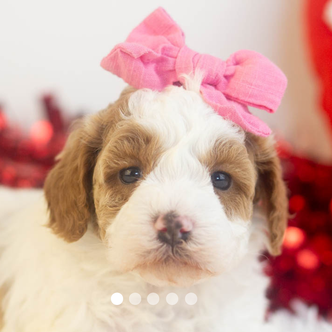 Copy of FBP Design.png