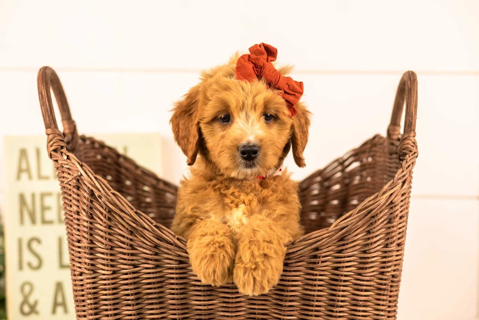 holly goldendoodle for sale(3).jpg