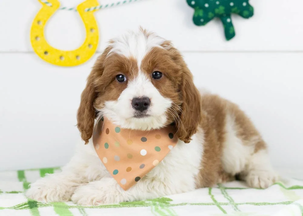 Woody goldendoodle for sale(2).jpg