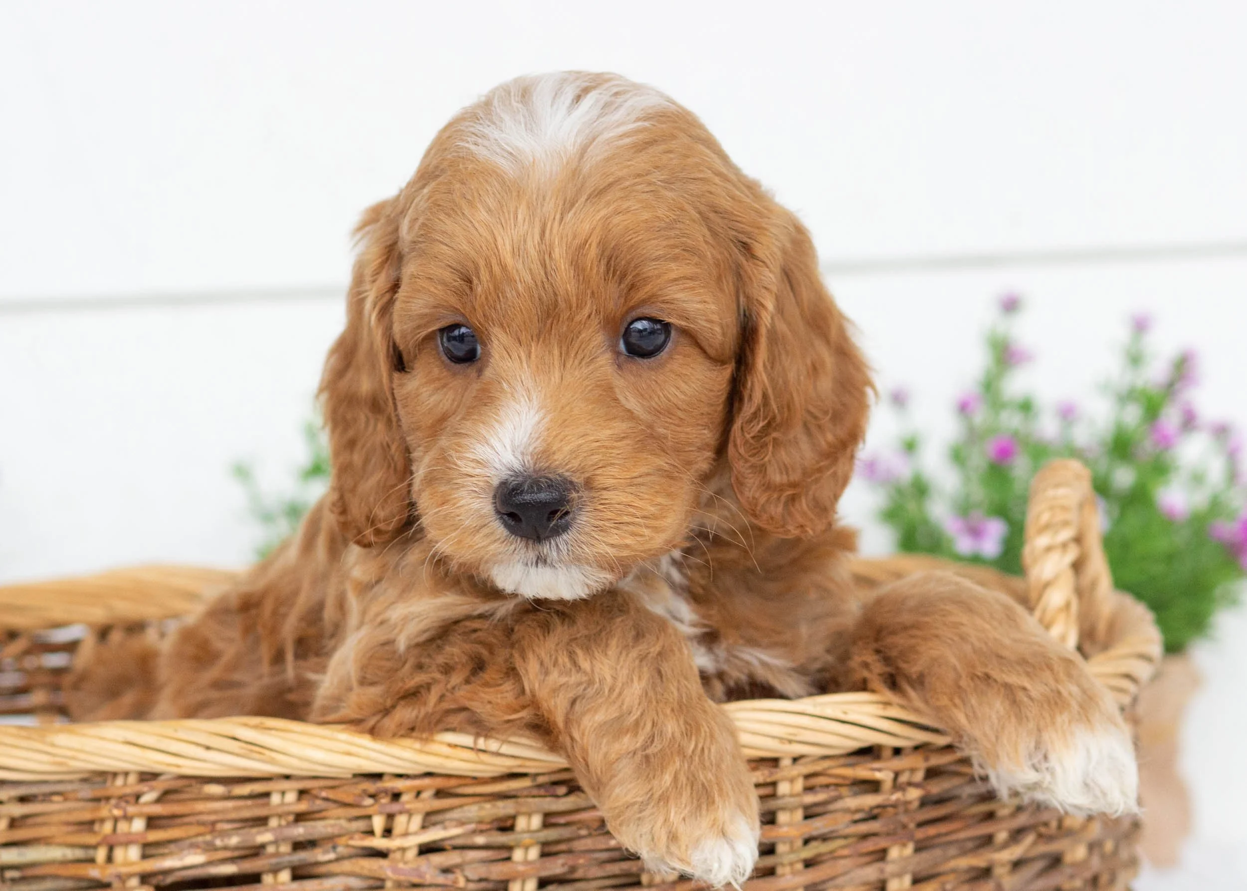 Brody goldendoodle for sale(2).jpg