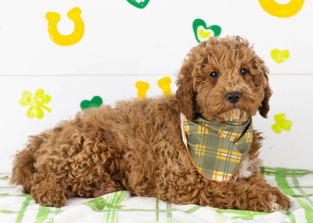 Blake goldendoodle for sale(3).jpg