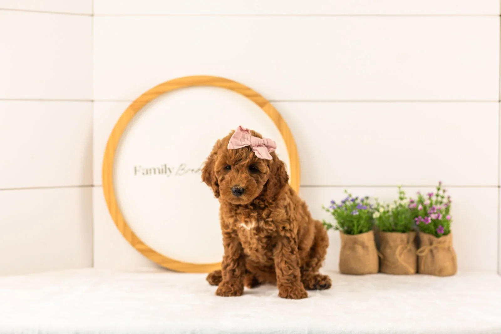 Mallory goldendoodle for sale(2).jpg