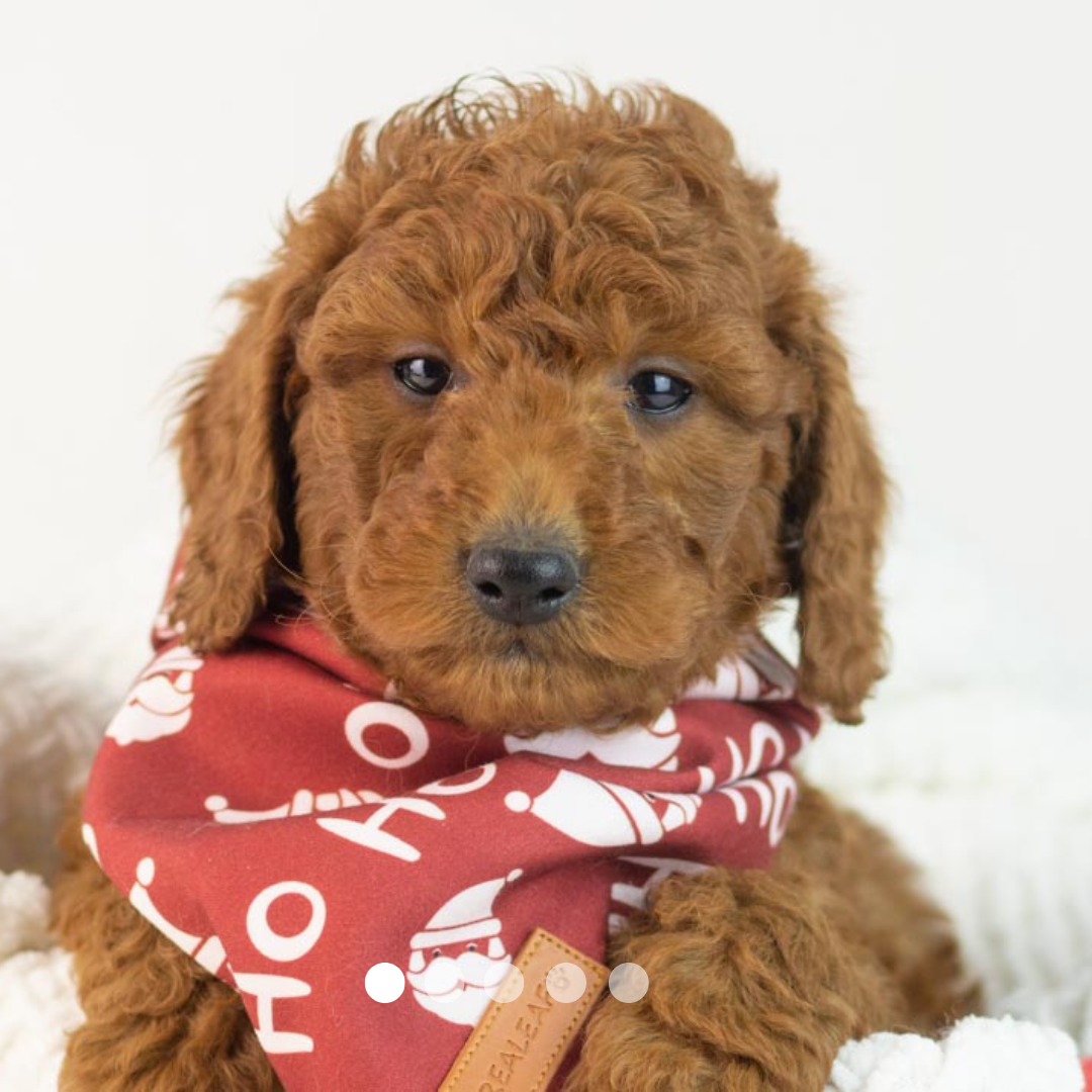 Copy of FBP Design.png