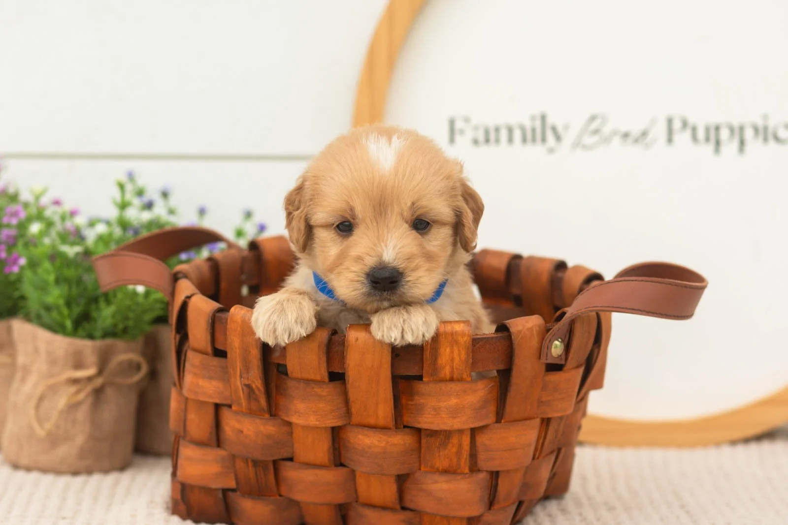 ezra goldendoodle for sale(3).jpg